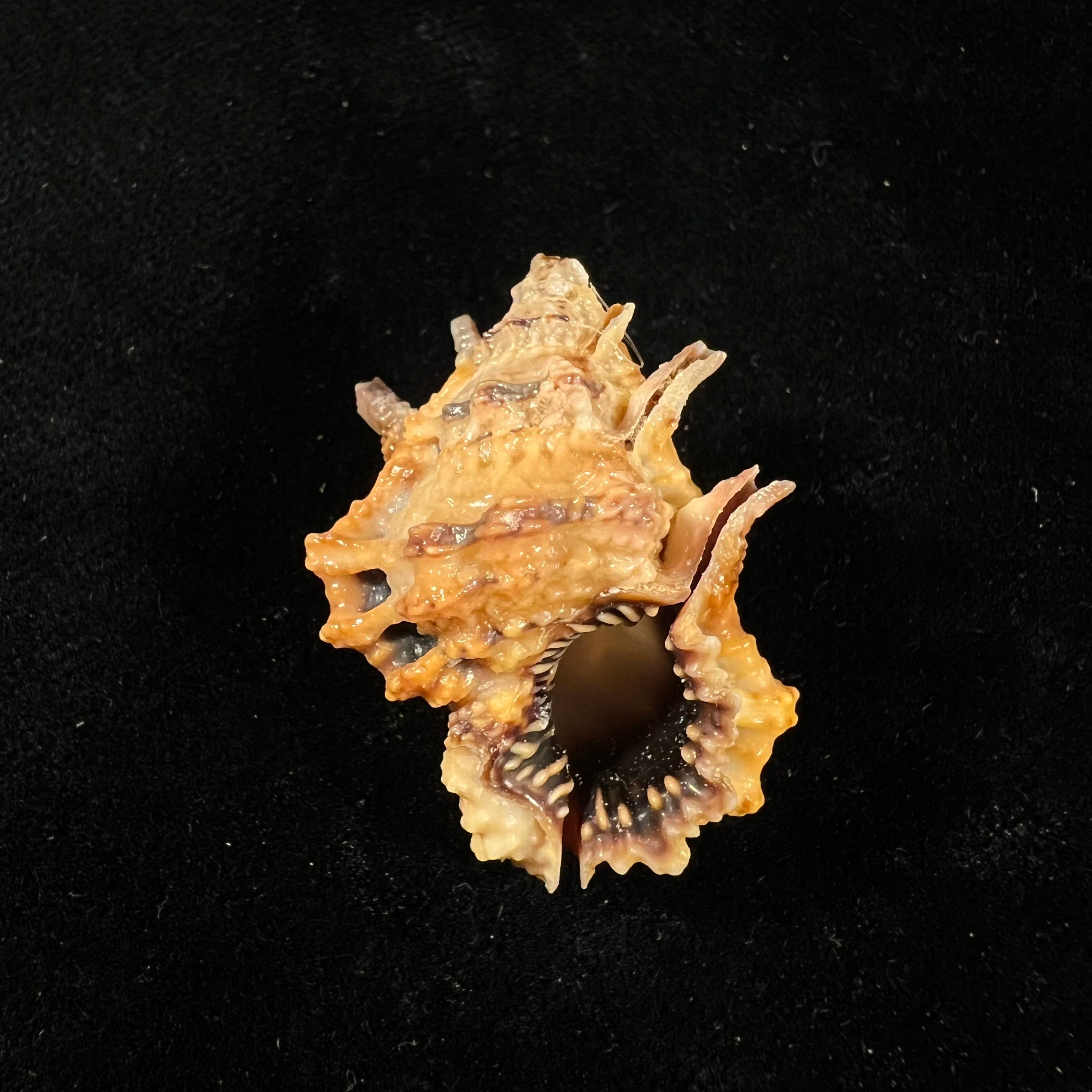 Bursa lamarckii(Deshayes, 1853)- 34,5毫米