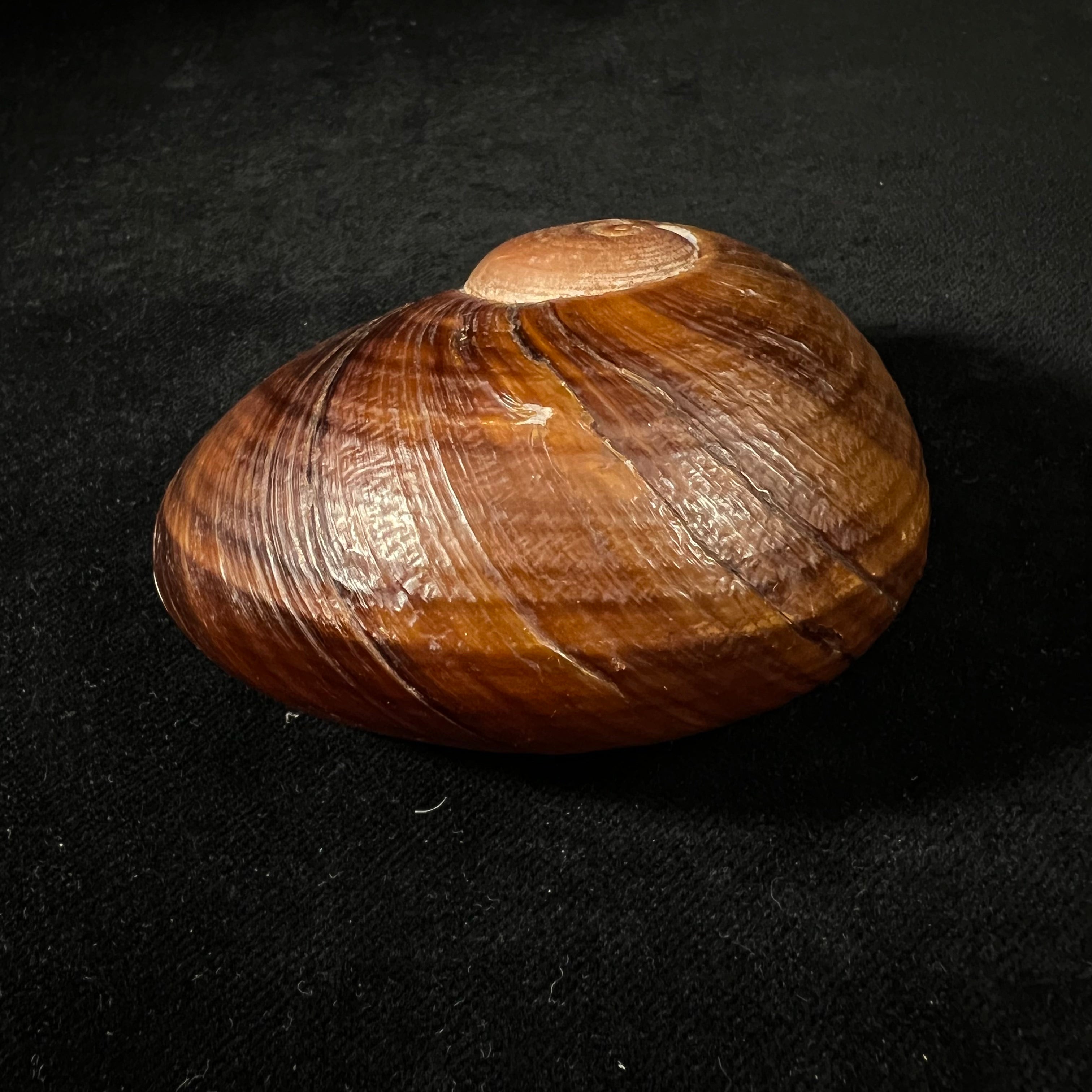 Helicophanta vesicalis (Lamarck, 1822) - 79,8mm