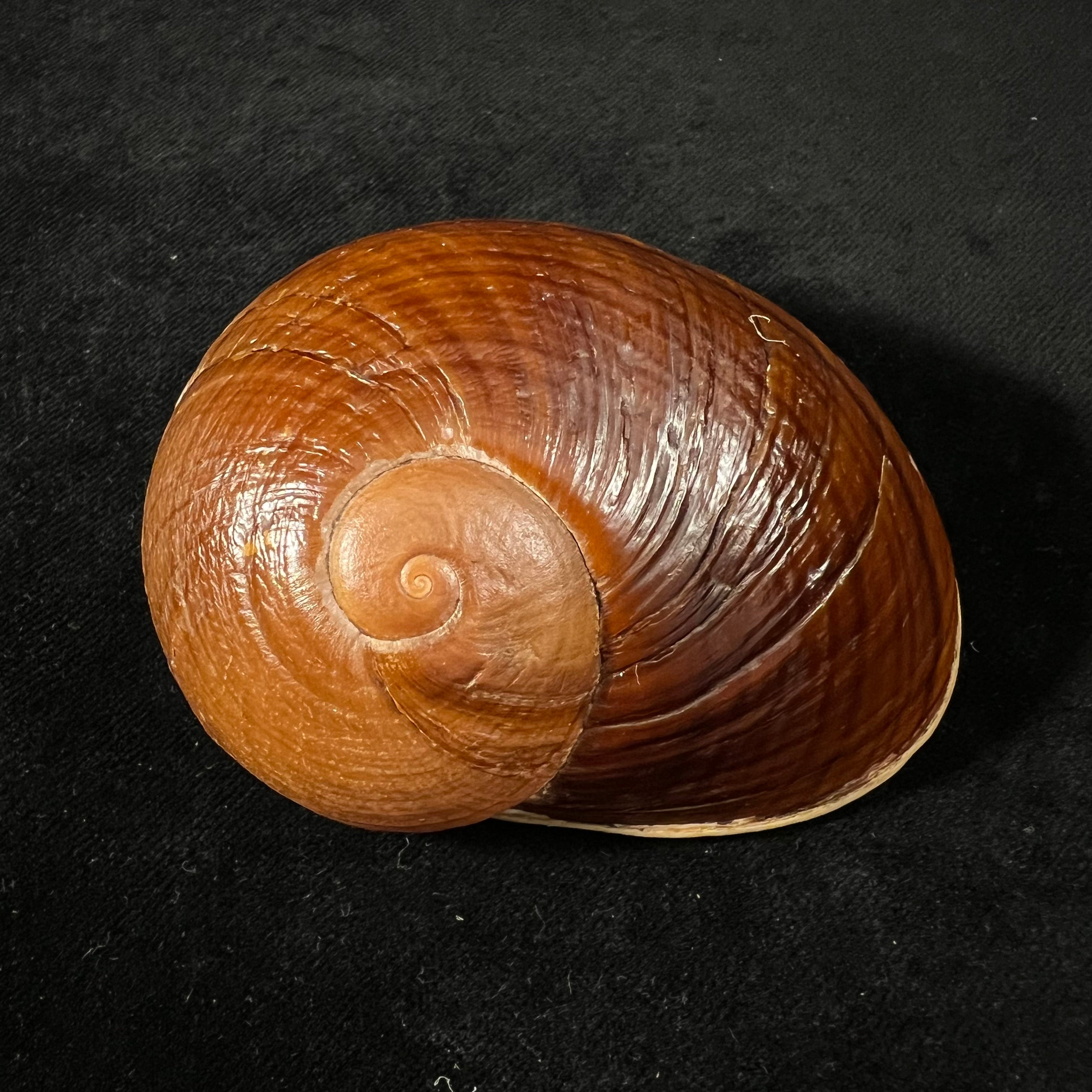 Helicophanta vesicalis (Lamarck, 1822) - 80,5mm