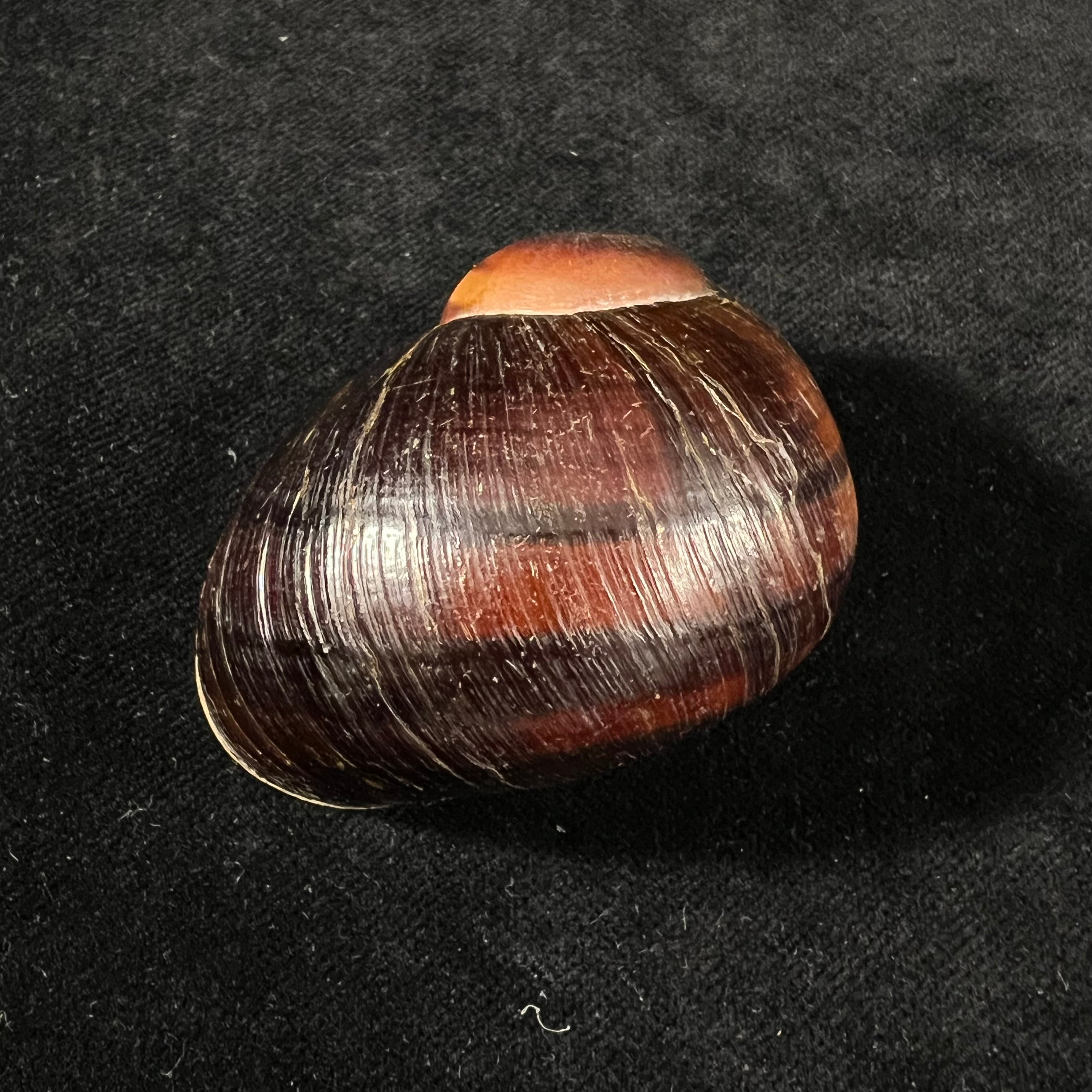 Helicophanta magnifica (A. Férussac, 1819) - 55,6mm