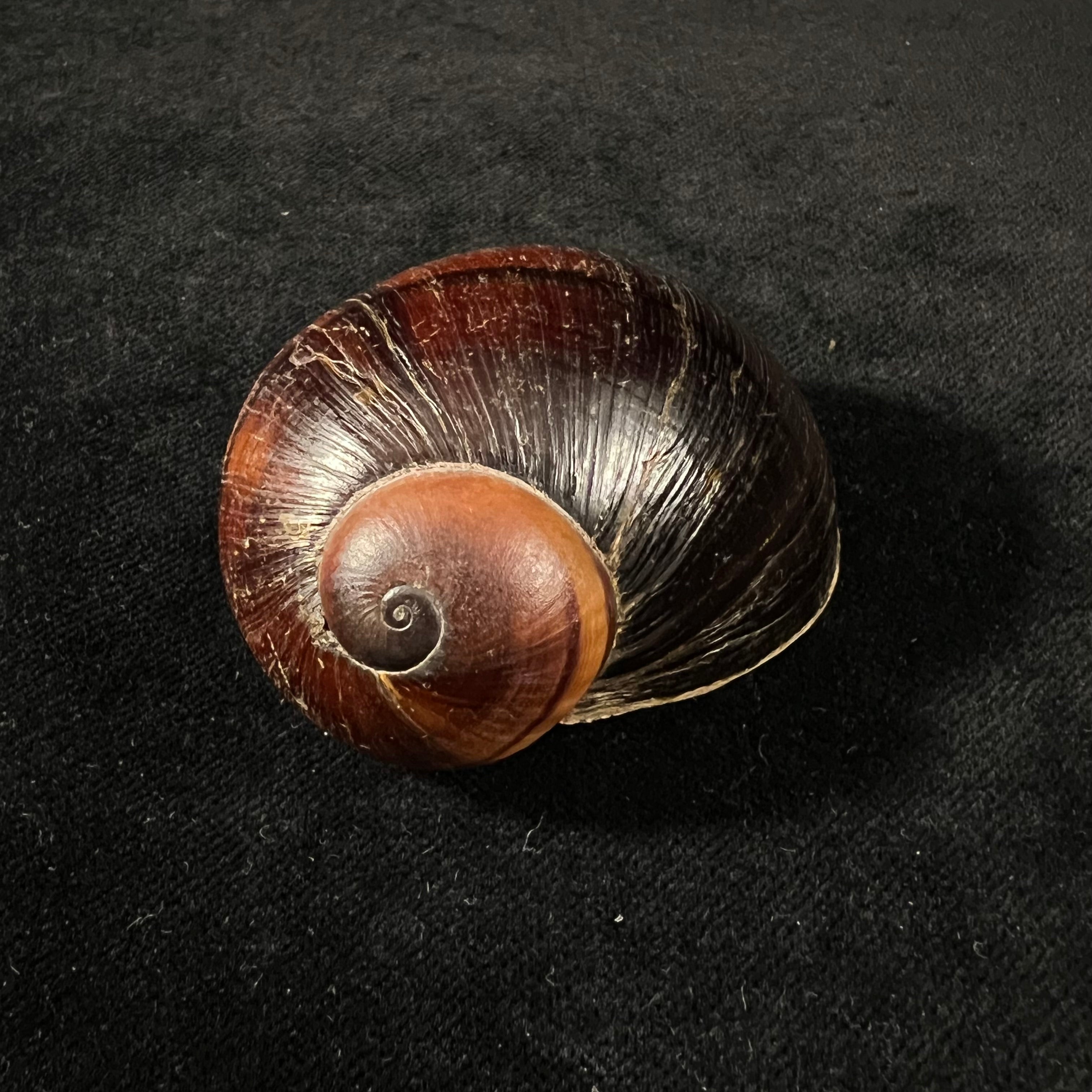 Helicophanta magnifica (A. Férussac, 1819) - 55,6mm