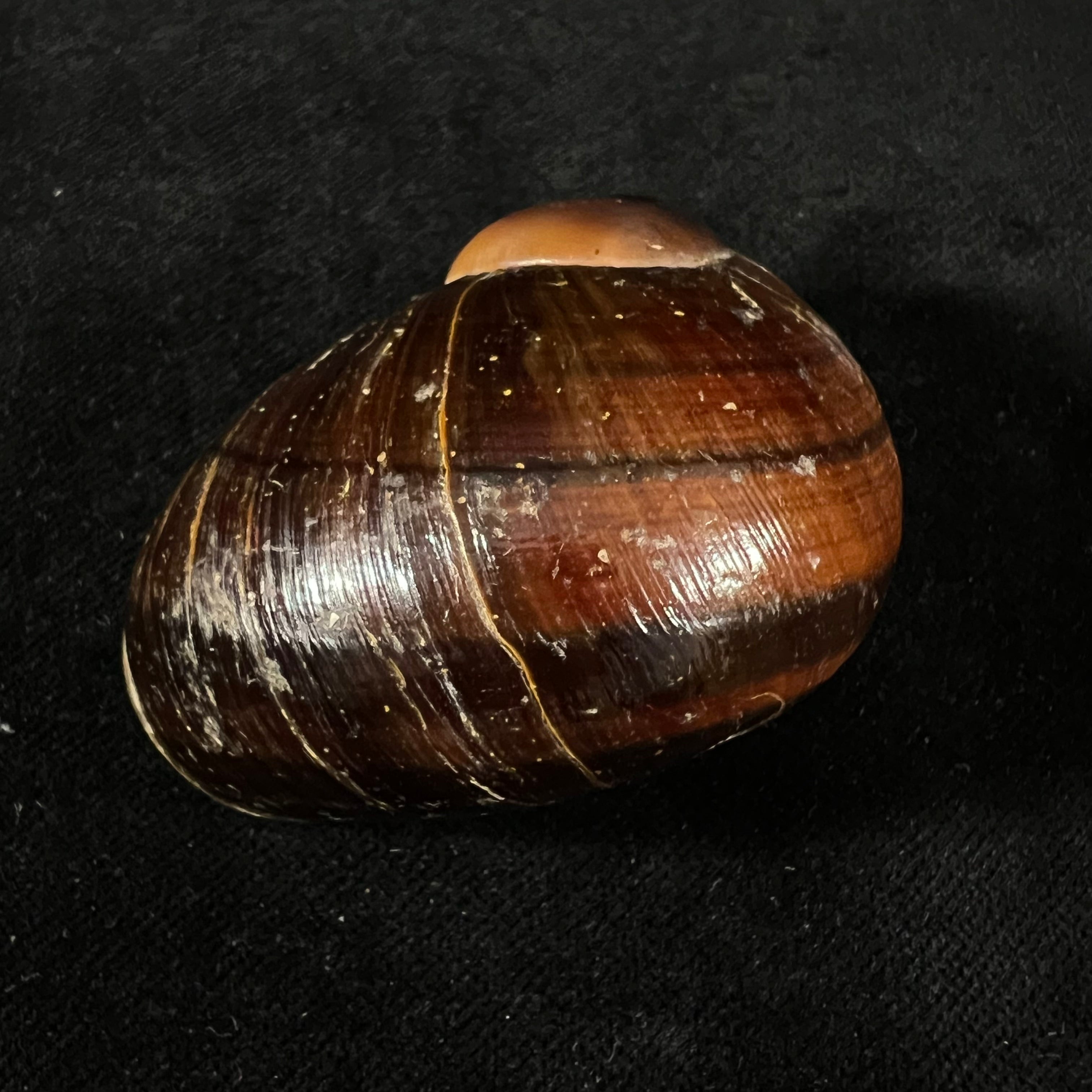 Helicophanta magnifica (A. Férussac, 1819) - 56,5mm