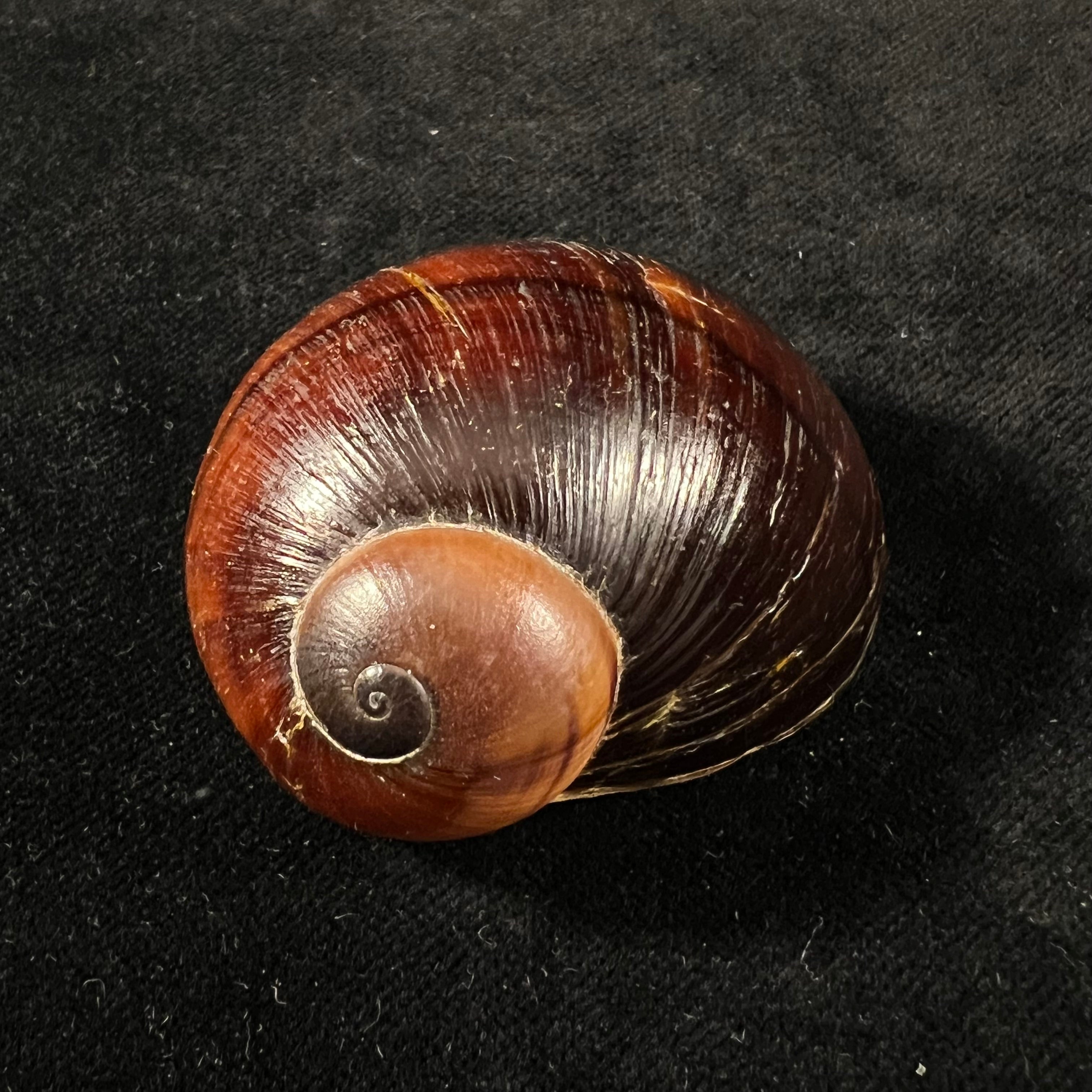Helicophanta magnifica (A. Férussac, 1819) - 52,8mm