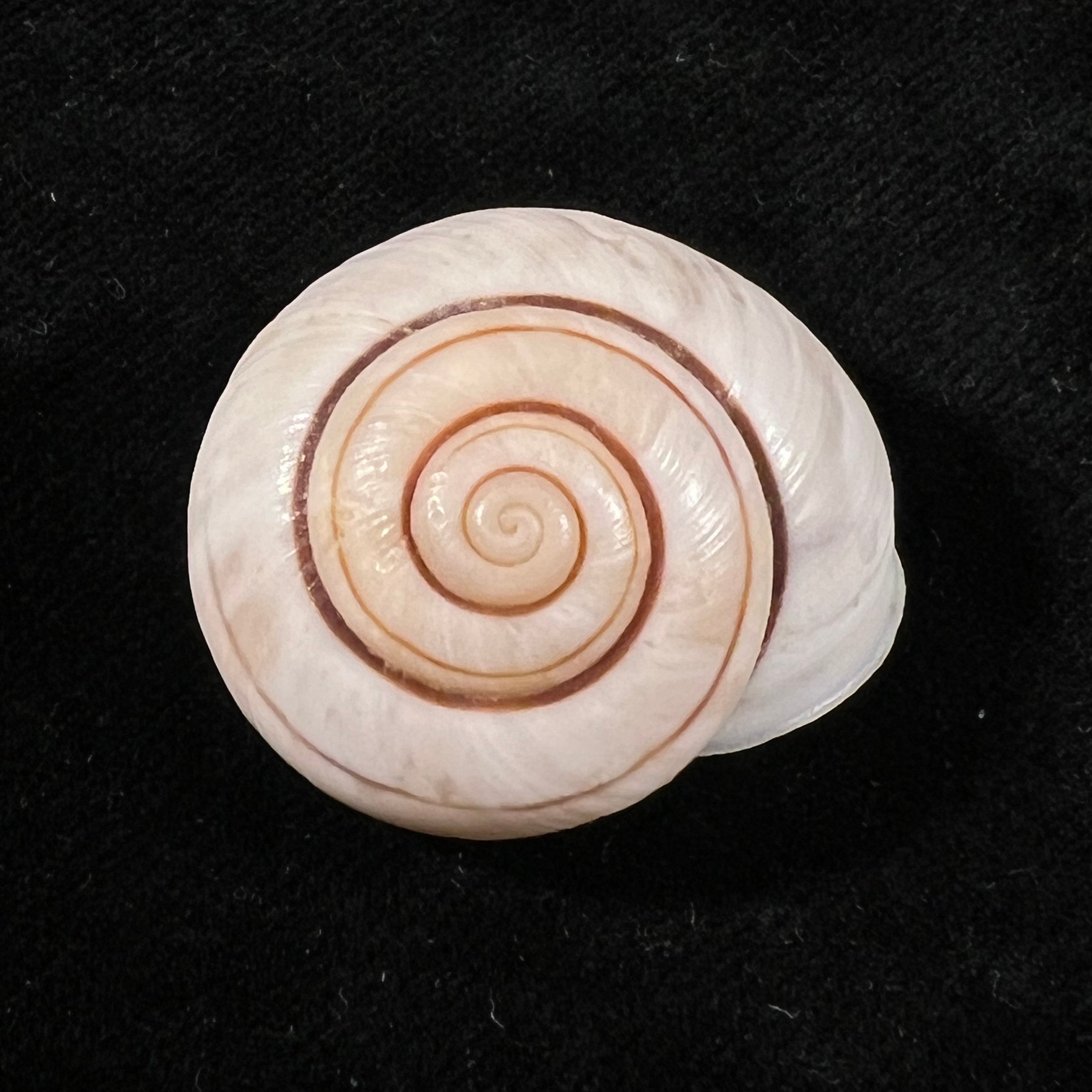 Ampelita robillardi (H. Adams & Angas, 1876) - 31,2mm