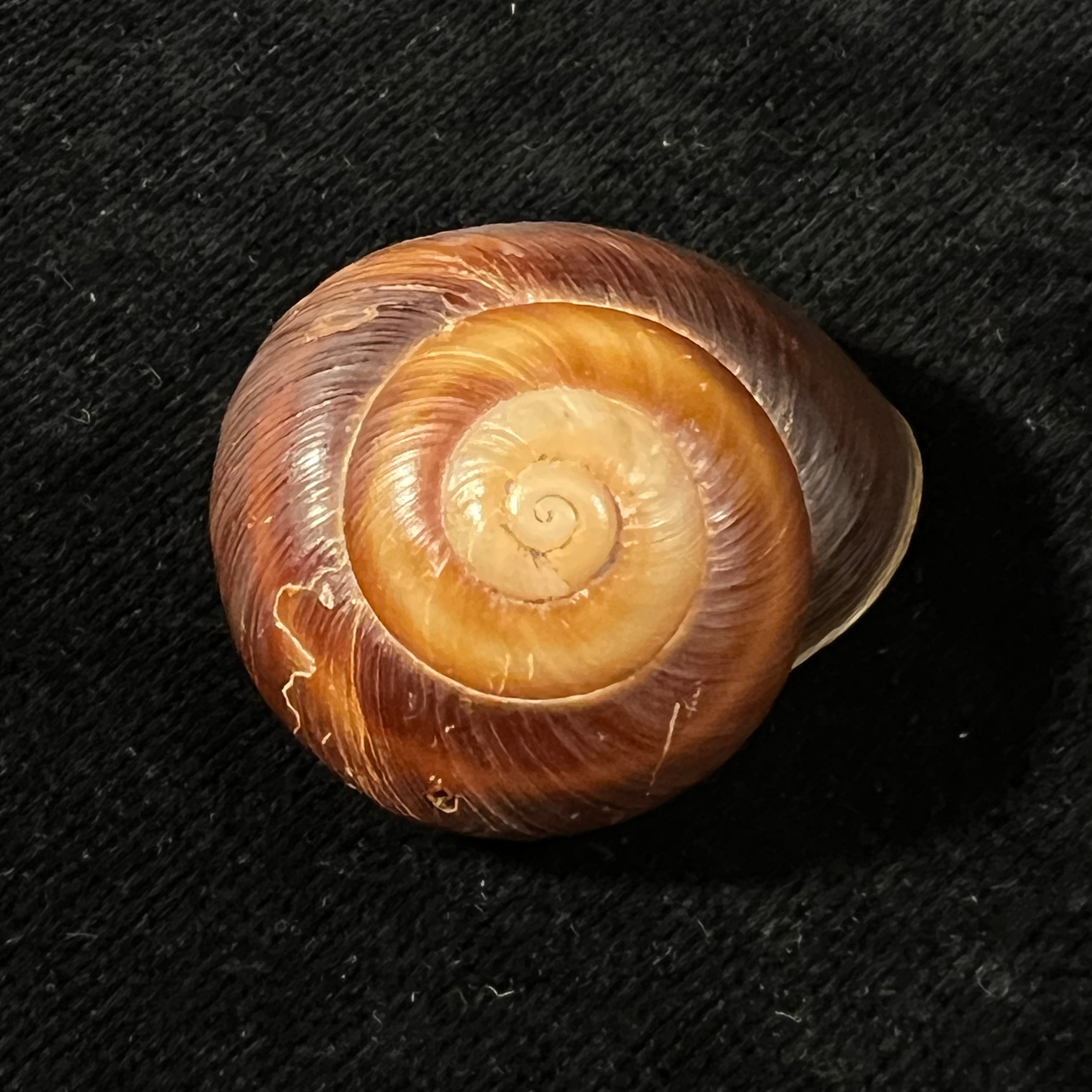 Ampelita dingeoni Fischer-Piette, F. Blanc & Salvat, 1975 - 34,3mm