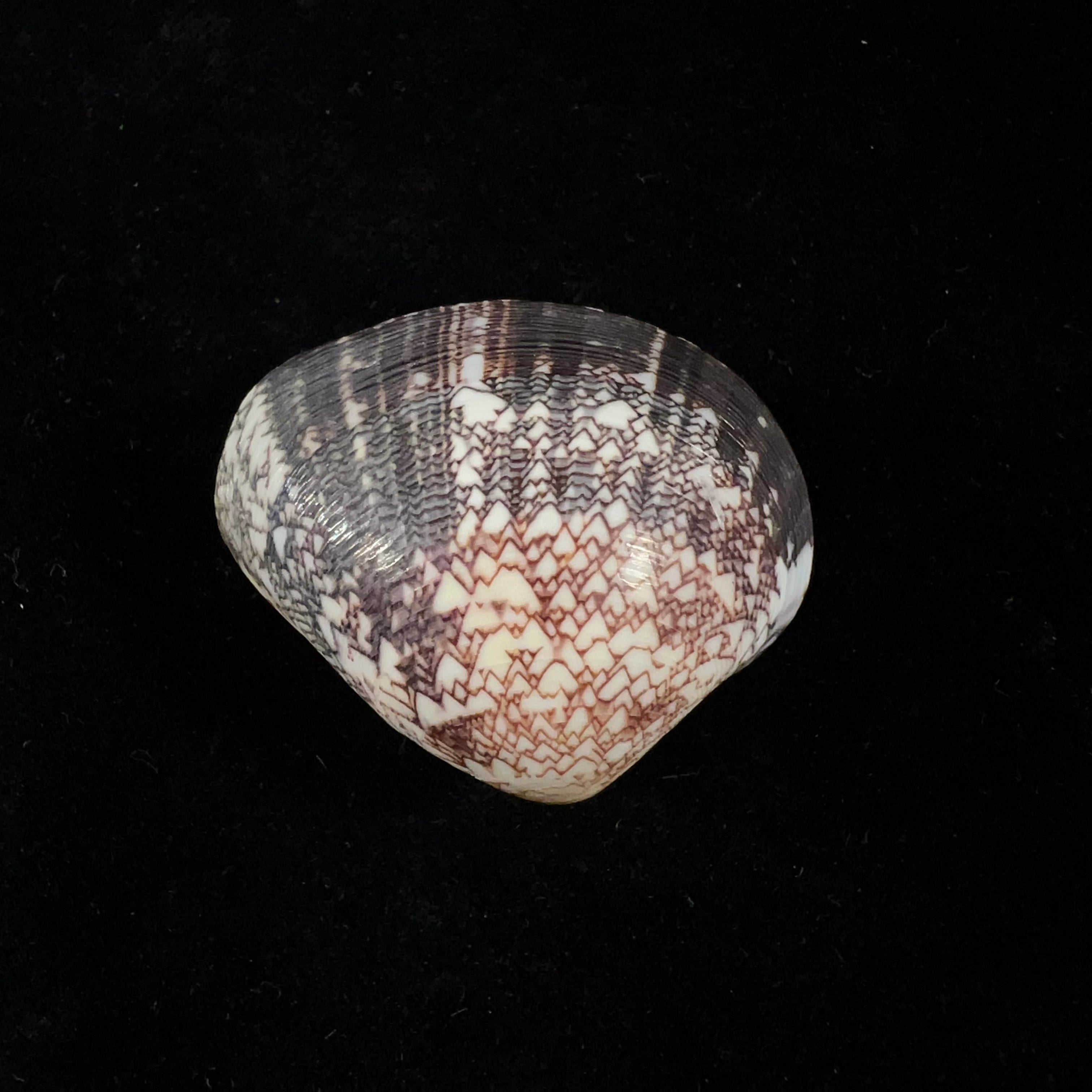 Lioconcha fastigiata (GB Sowerby II, 1851) - 38,4mm