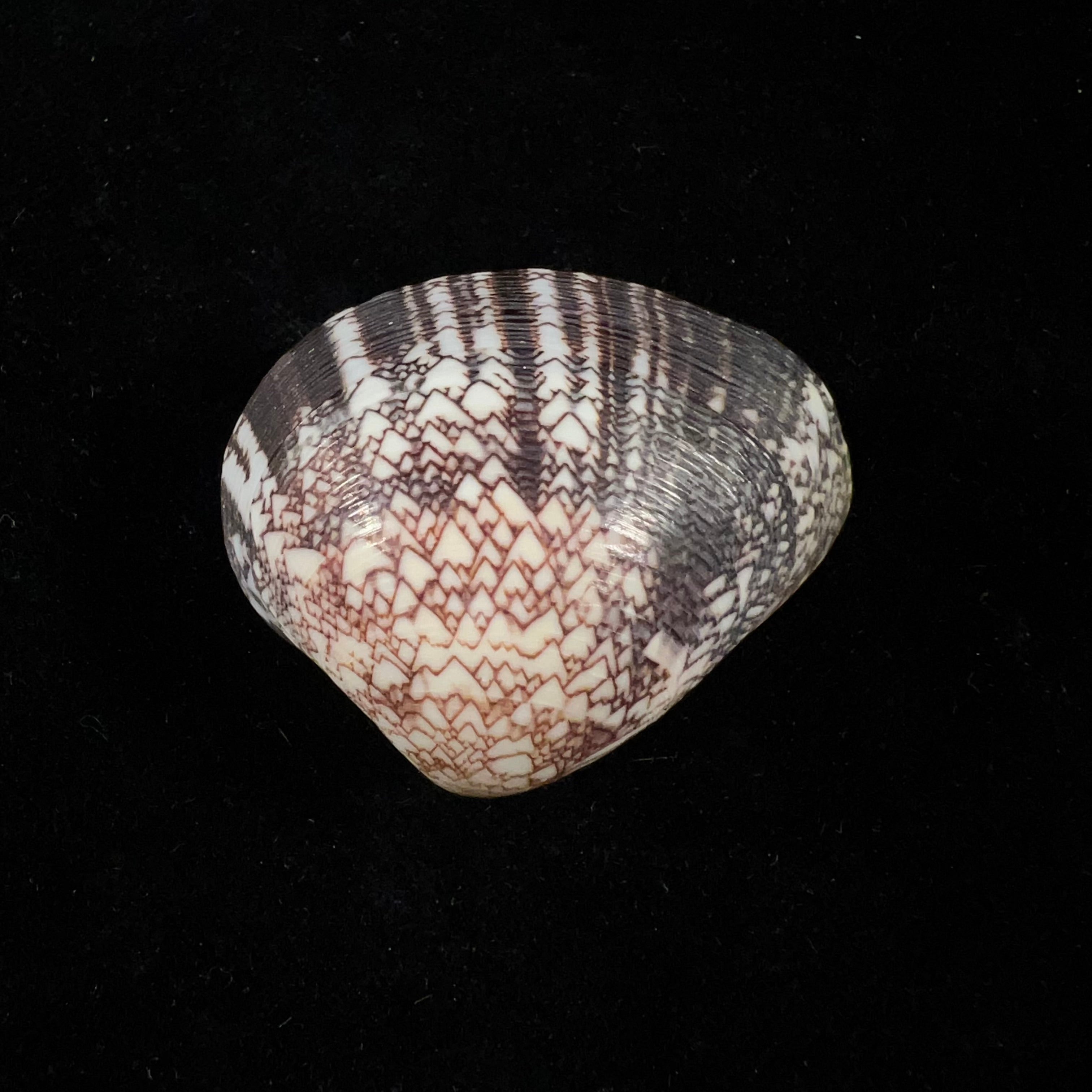 Lioconcha fastigiata (GB Sowerby II, 1851) - 38,4mm