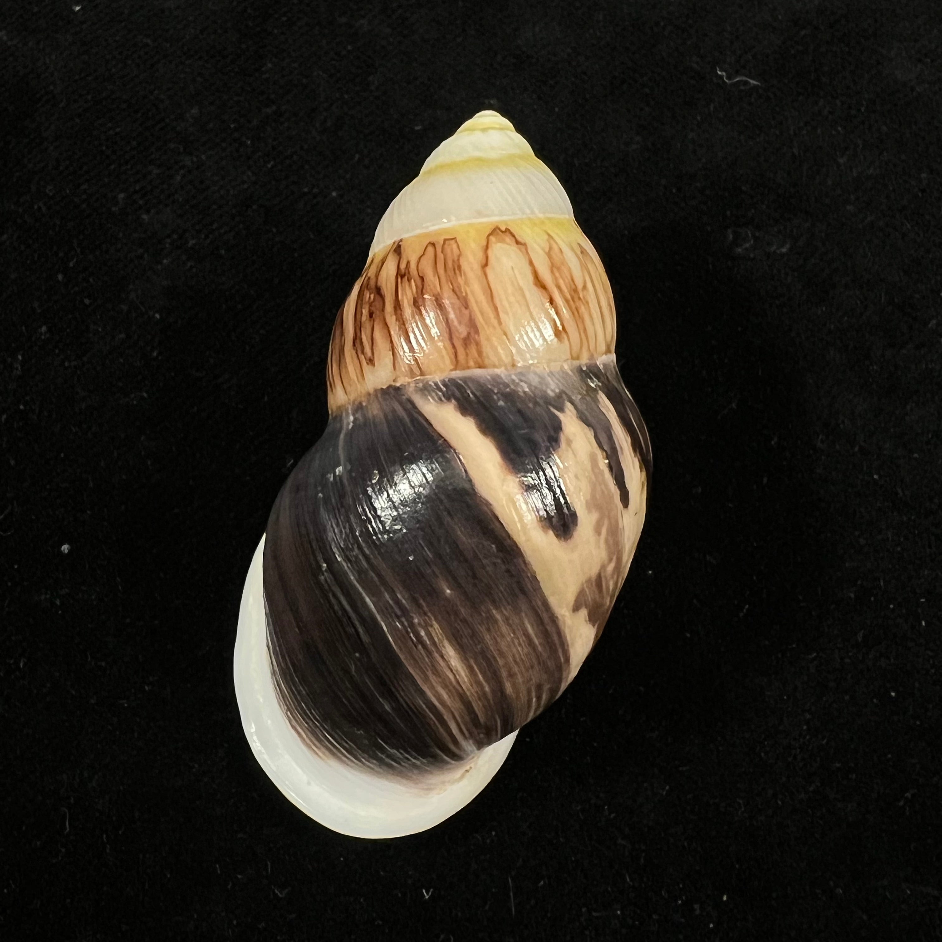 Amphidromus costifer E. A. Smith, 1893 - 55,5mm