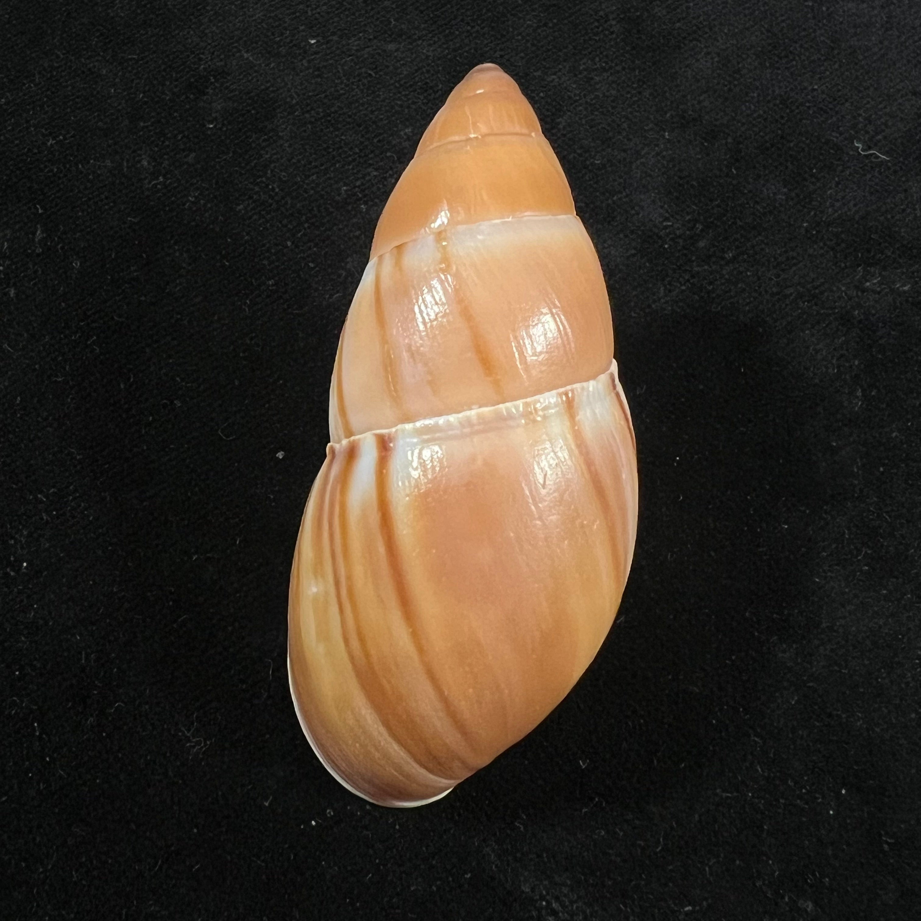 Thaumastus achilles (L. Pfeiffer, 1853) - 62,8mm