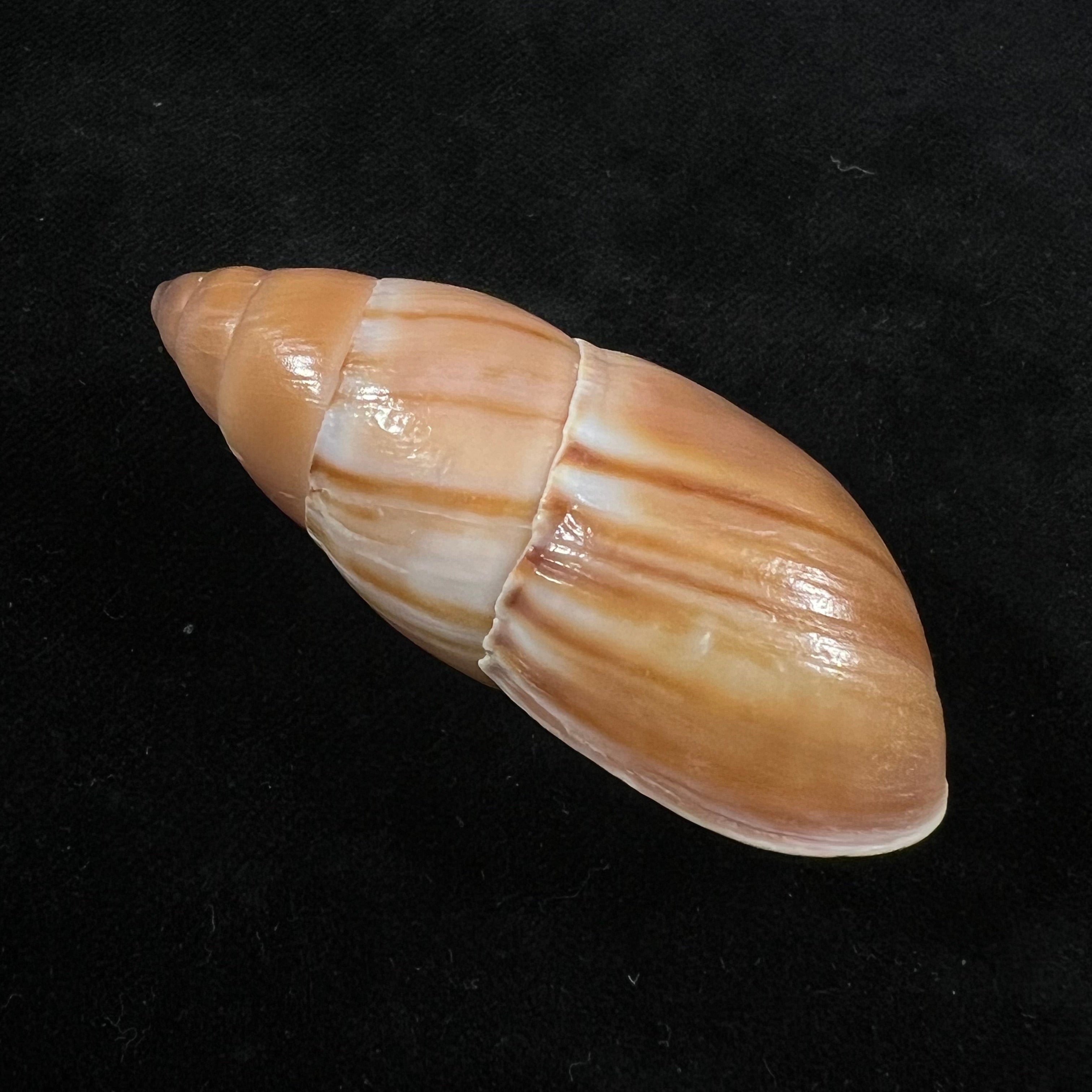 Thaumastus achilles (L. Pfeiffer, 1853) - 62,8mm