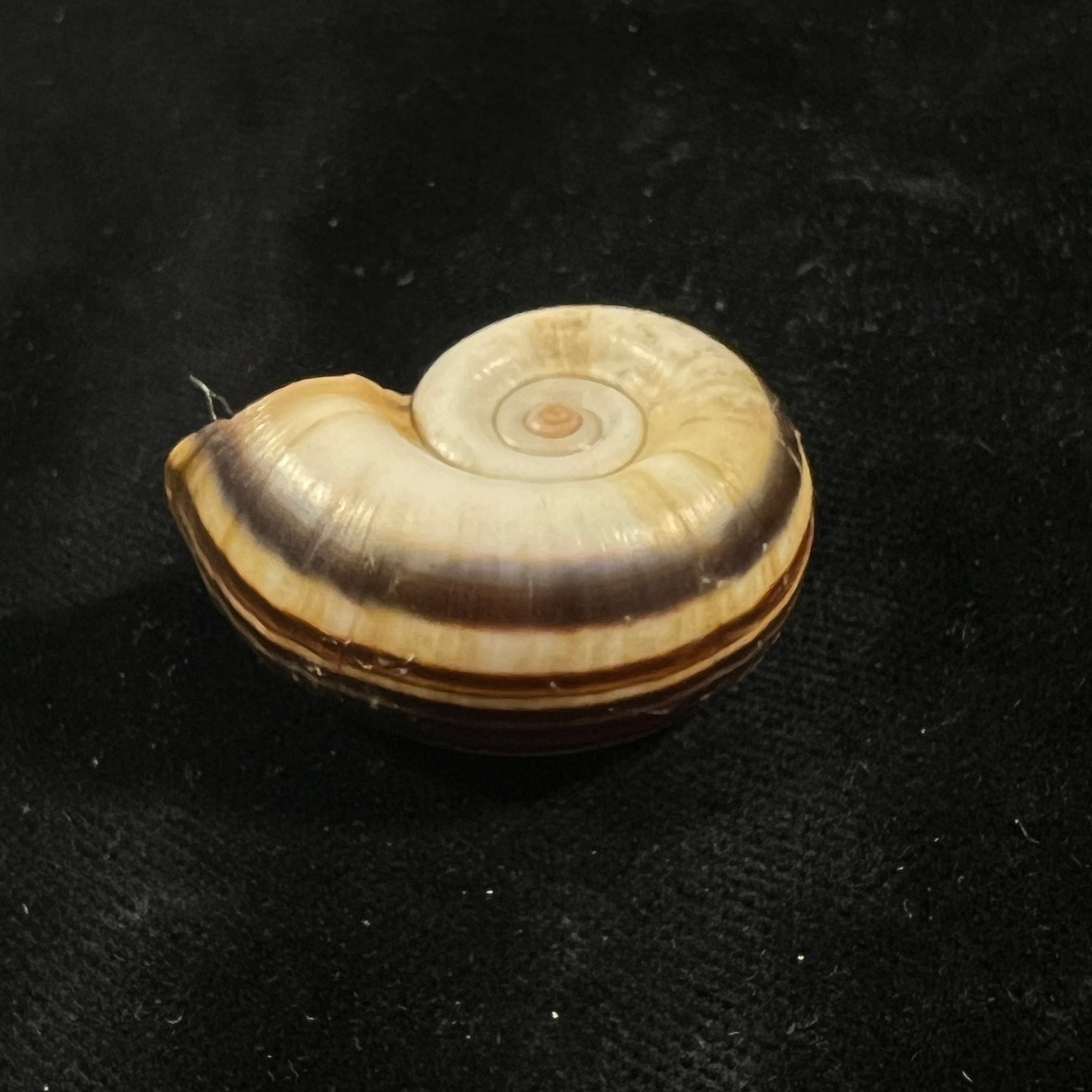 Marisa cornuarietis (林奈, 1758) - 36,6mm