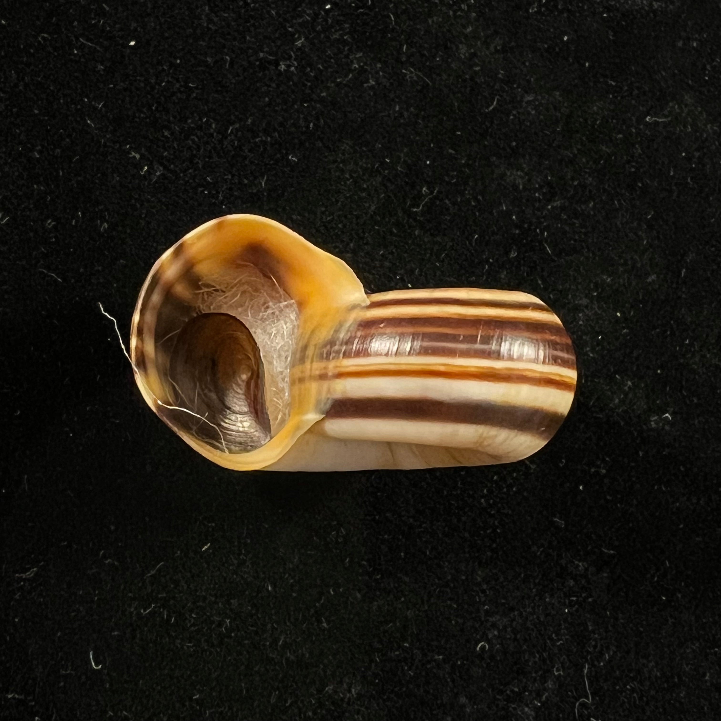 Marisa cornuarietis (林奈, 1758) - 36,6mm