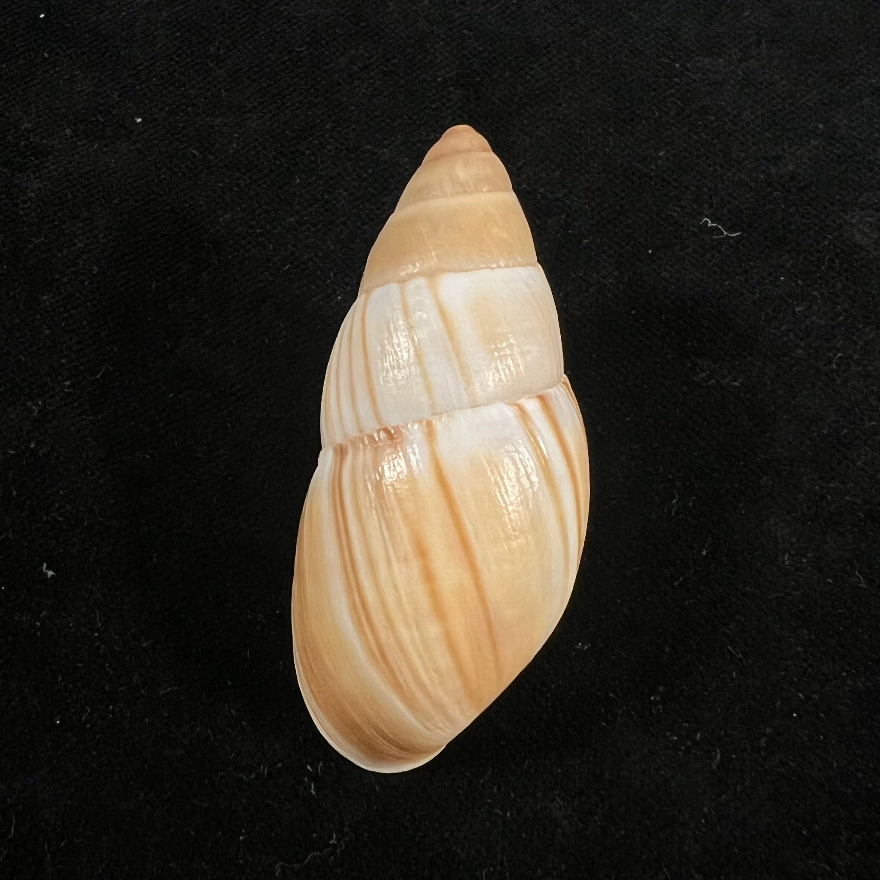 Thaumastus achilles (L. Pfeiffer, 1853) - 55,7mm