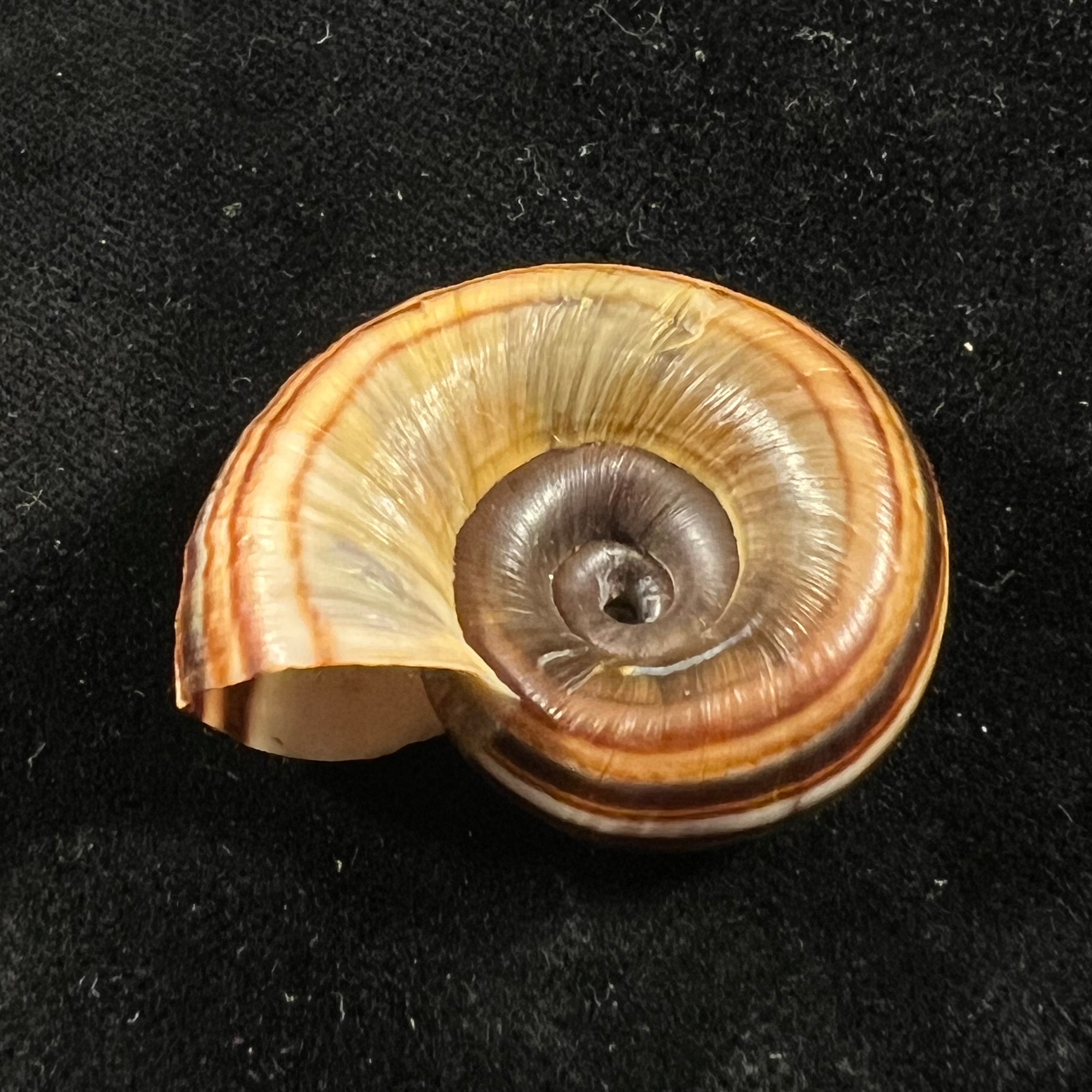 Marisa cornuarietis (林奈, 1758) - 34,5mm