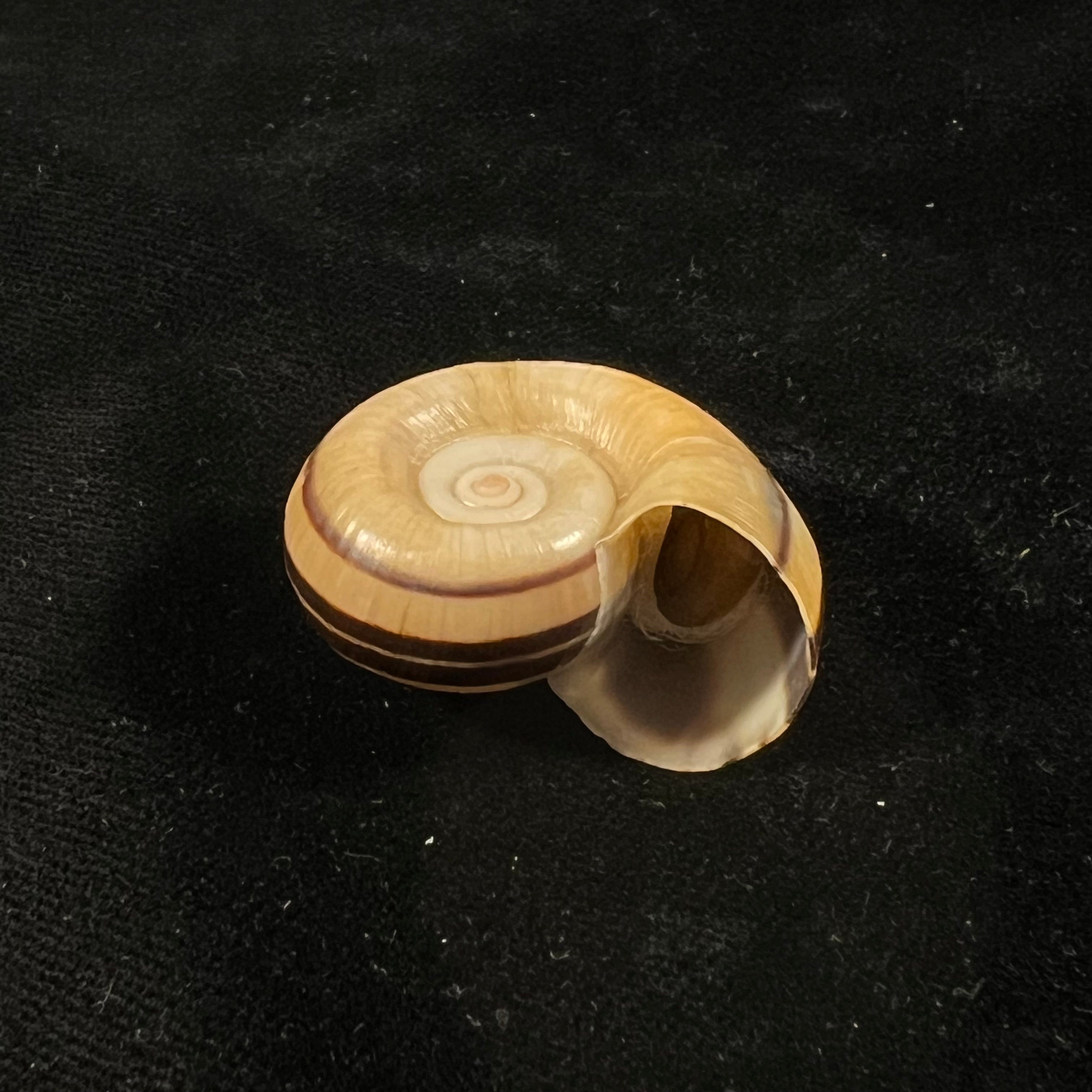 Marisa cornuarietis (林奈, 1758) - 35,3mm
