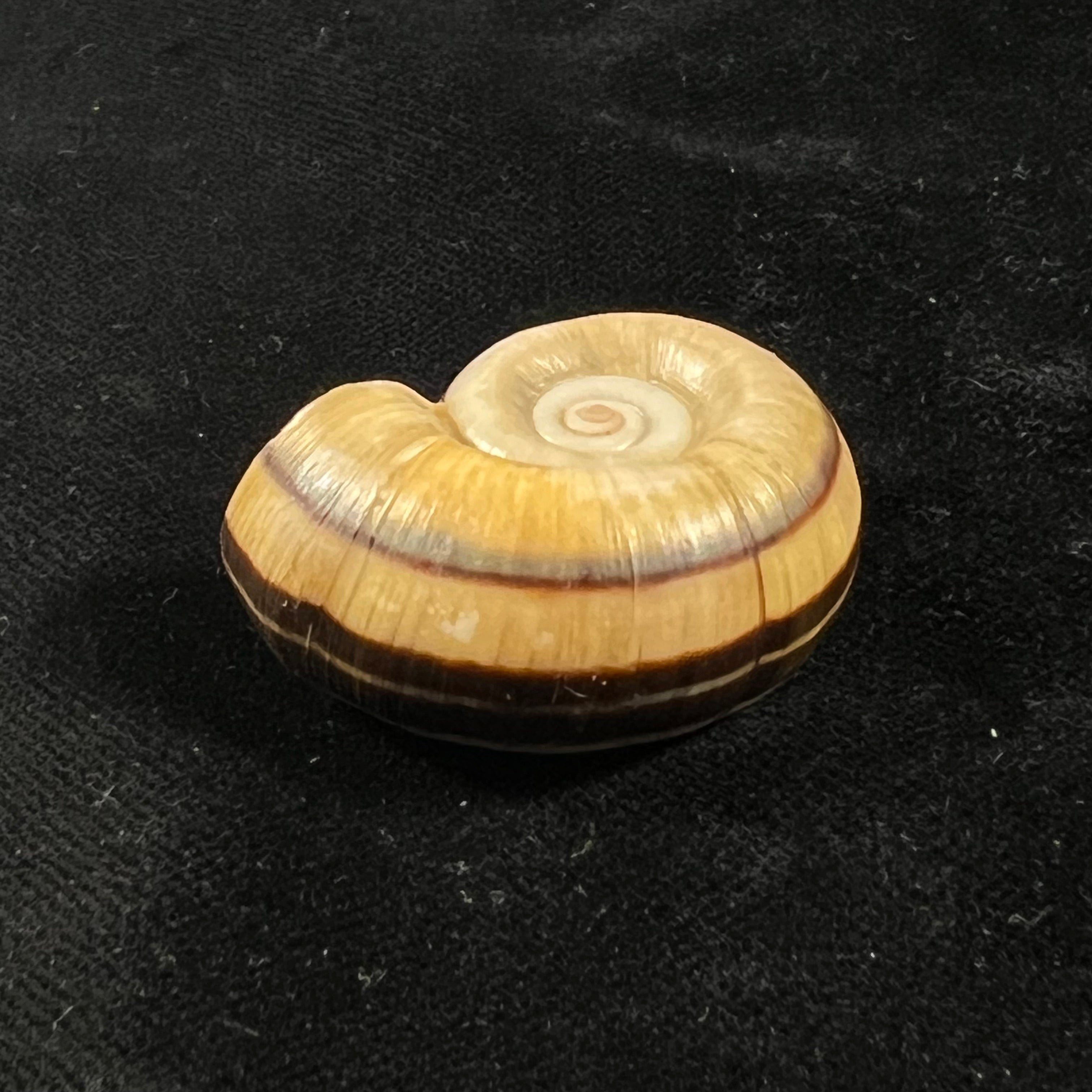 Marisa cornuarietis (林奈, 1758) - 35,3mm