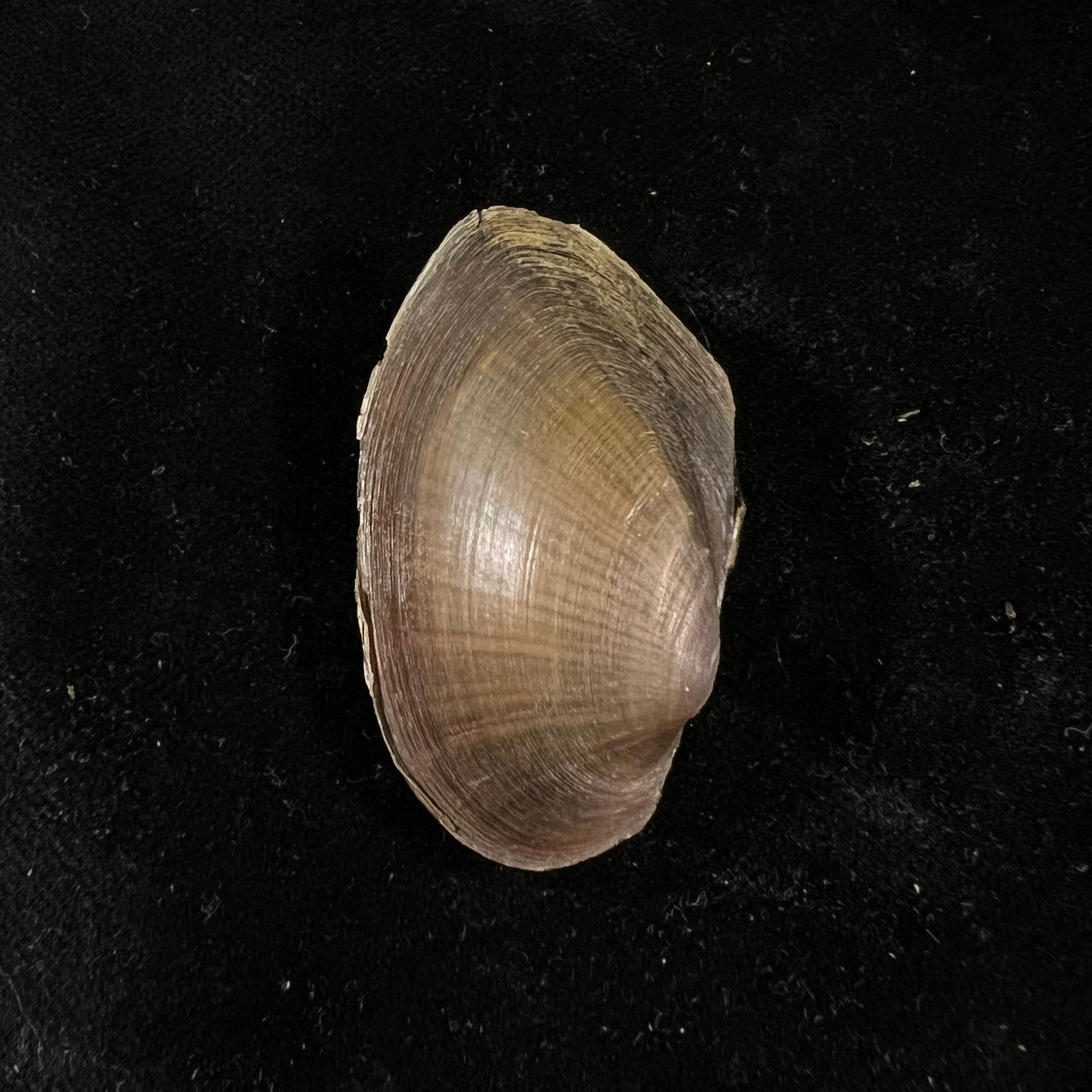 无齿天鹅 (Linnaeus, 1758) - 60,2mm