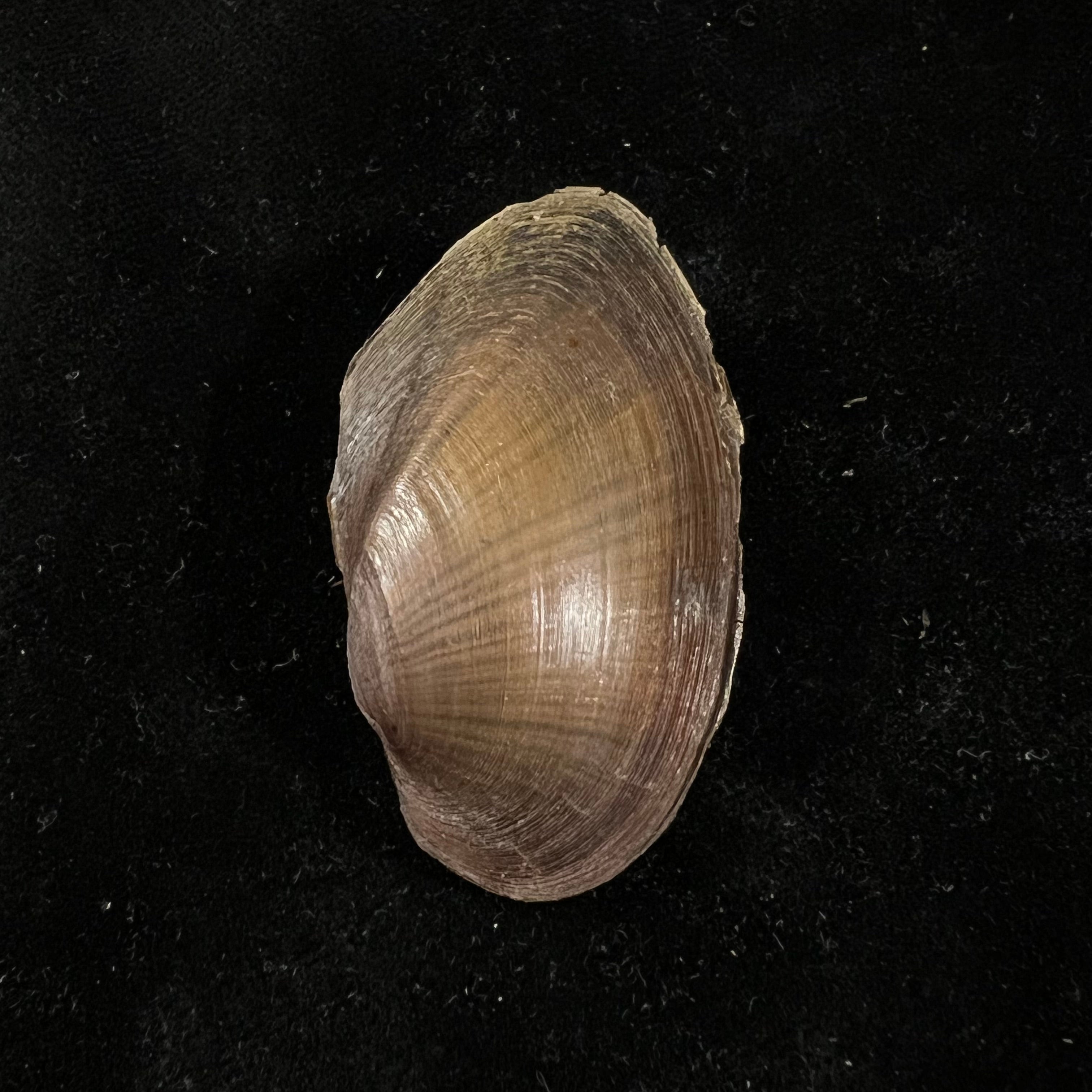 无齿天鹅 (Linnaeus, 1758) - 60,2mm
