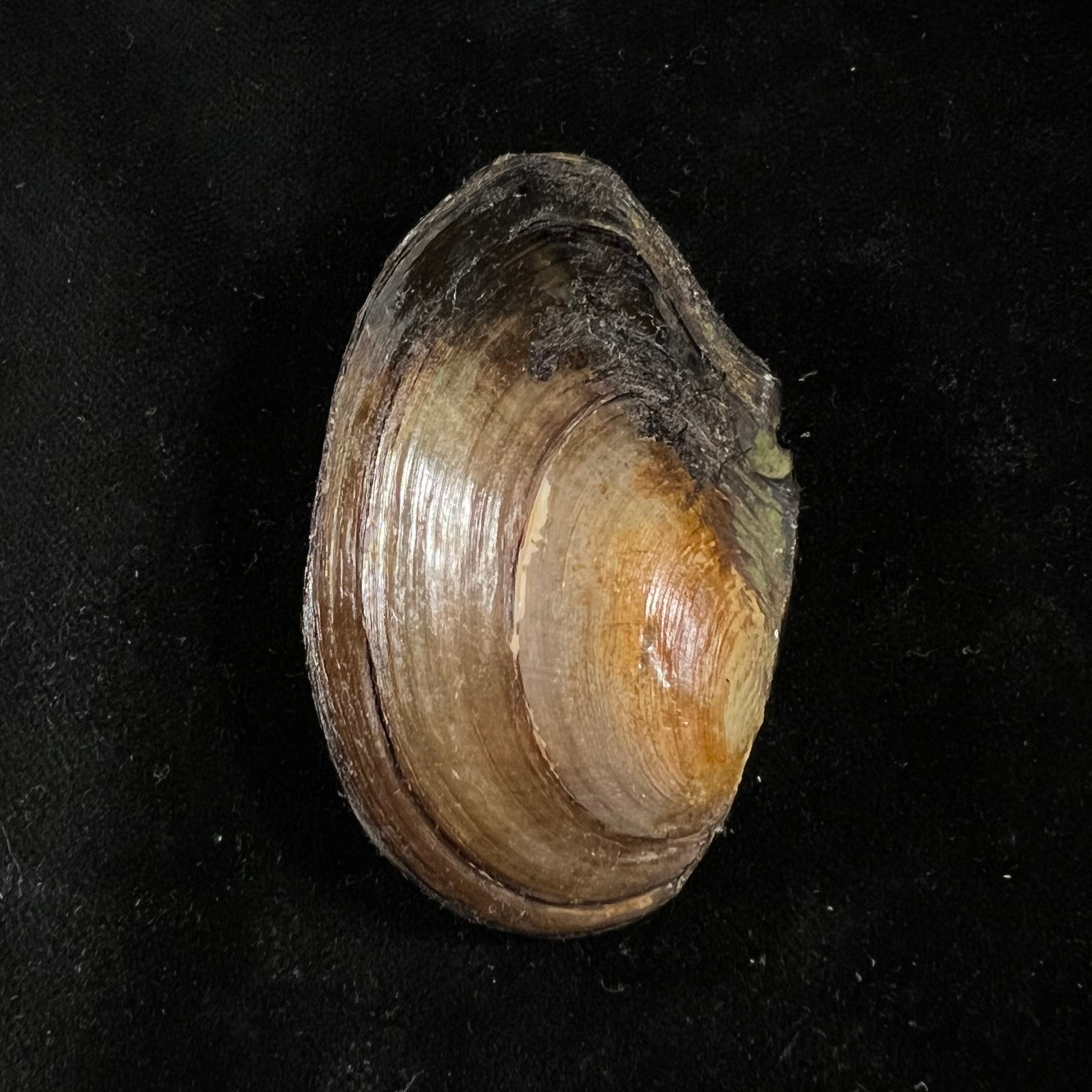 Elliptio jayensis (I. Lea, 1838) - 46,6毫米