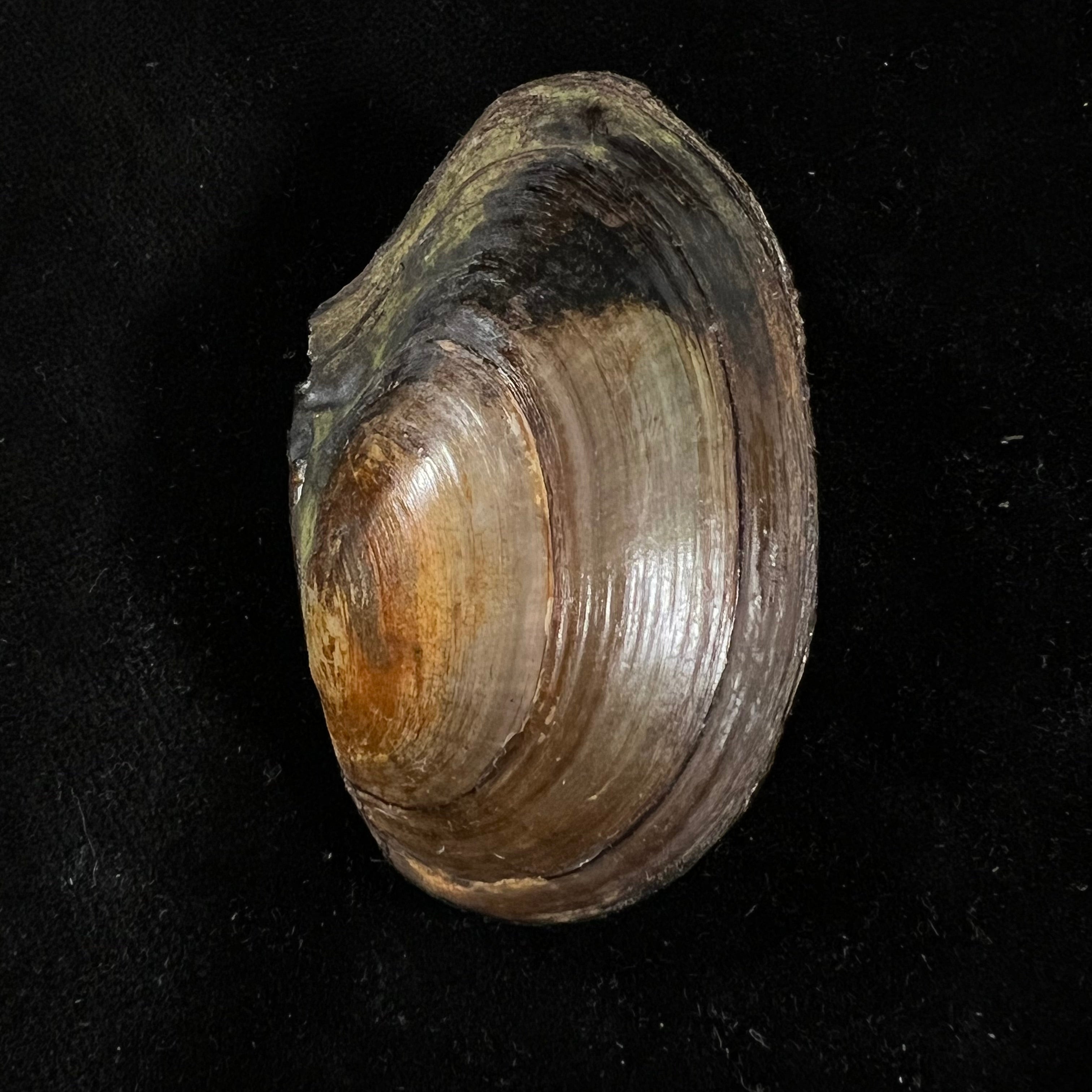 Elliptio jayensis (I. Lea, 1838) - 46,6毫米