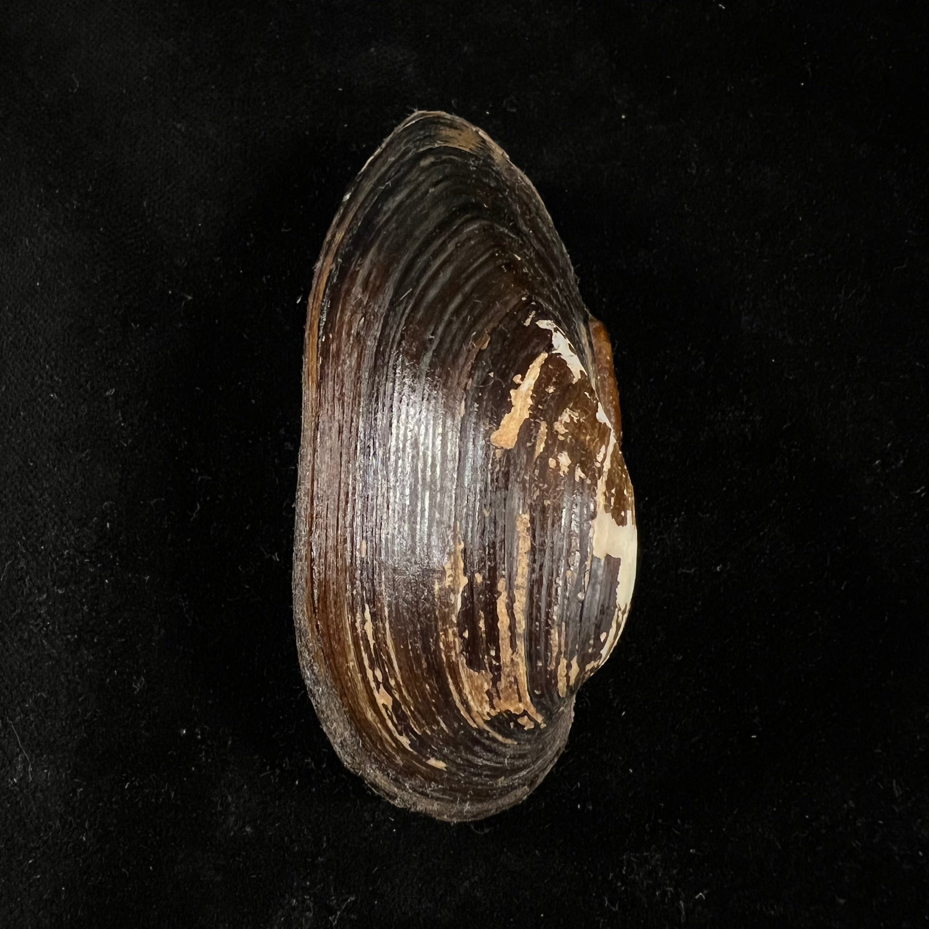 Nodularia douglasiae(JE Gray,1833)- 72,6毫米