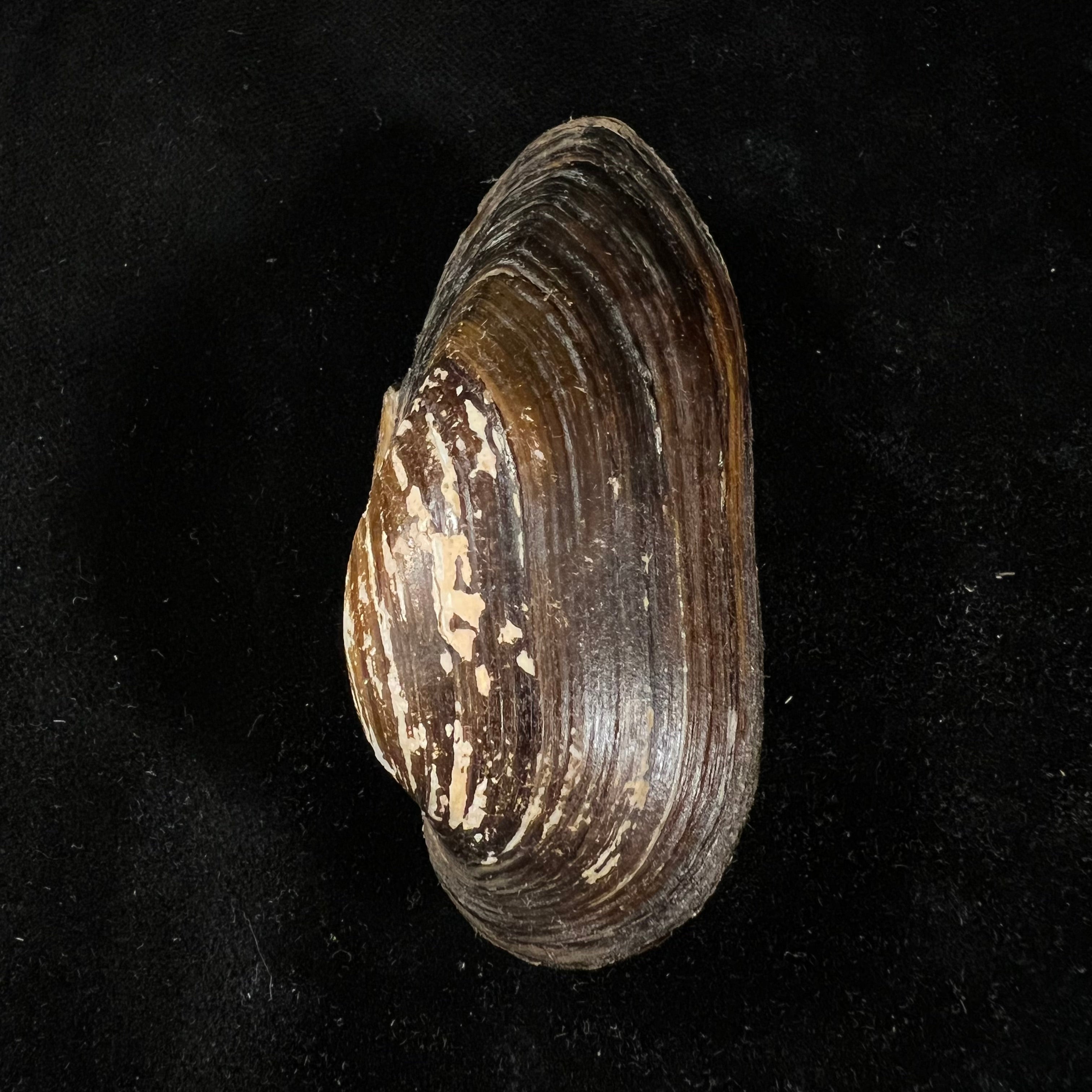 Nodularia douglasiae(JE Gray,1833)- 72,6毫米