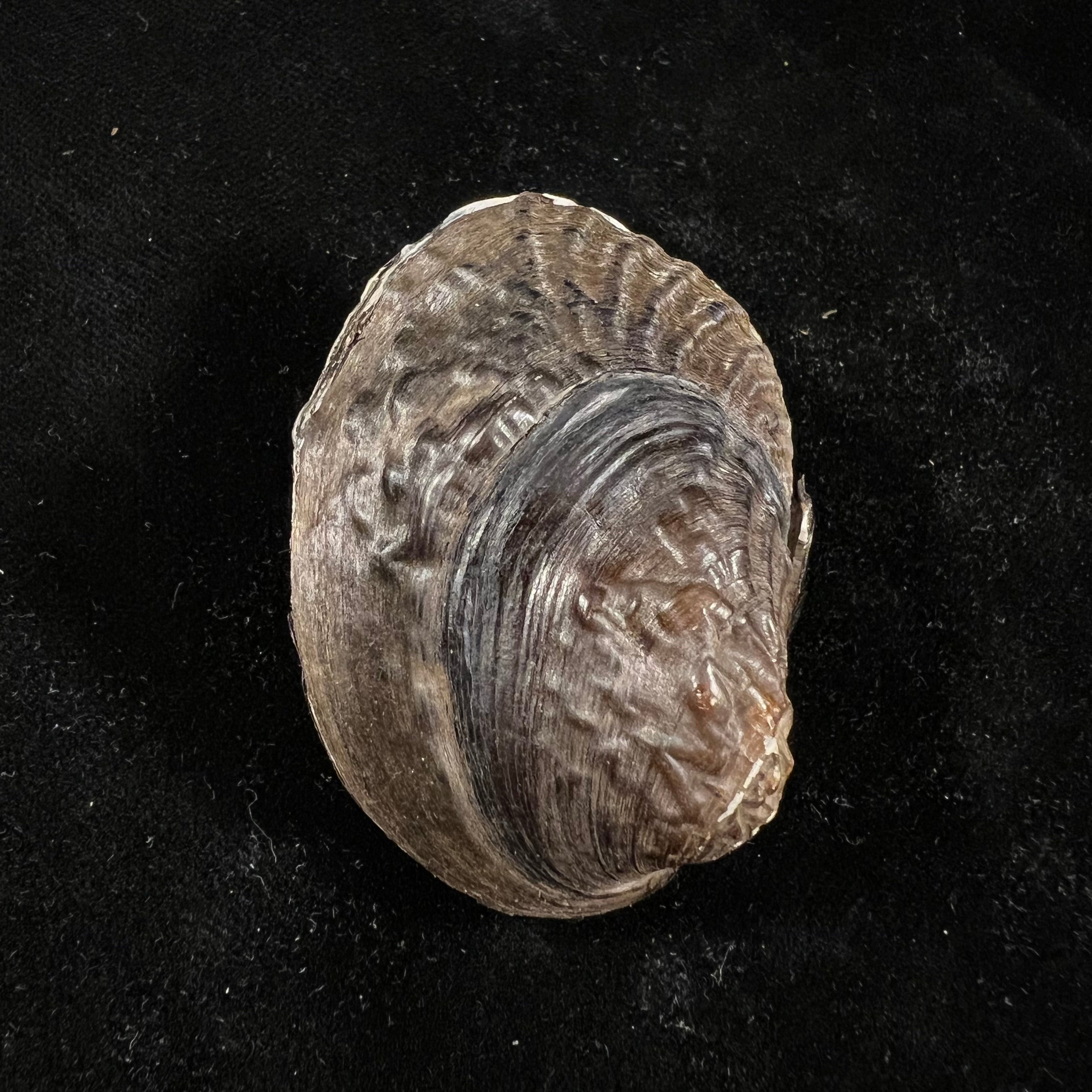 Lamprotula caveata (Heude, 1877) - 55,2毫米