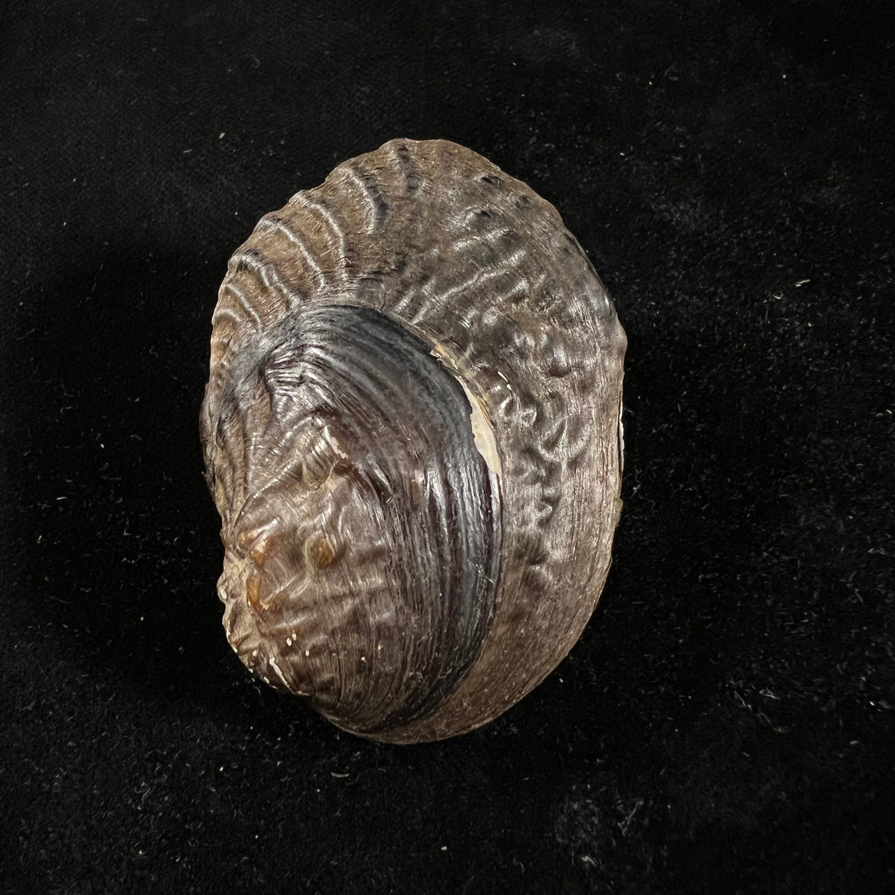 Lamprotula caveata (Heude, 1877) - 55,2毫米