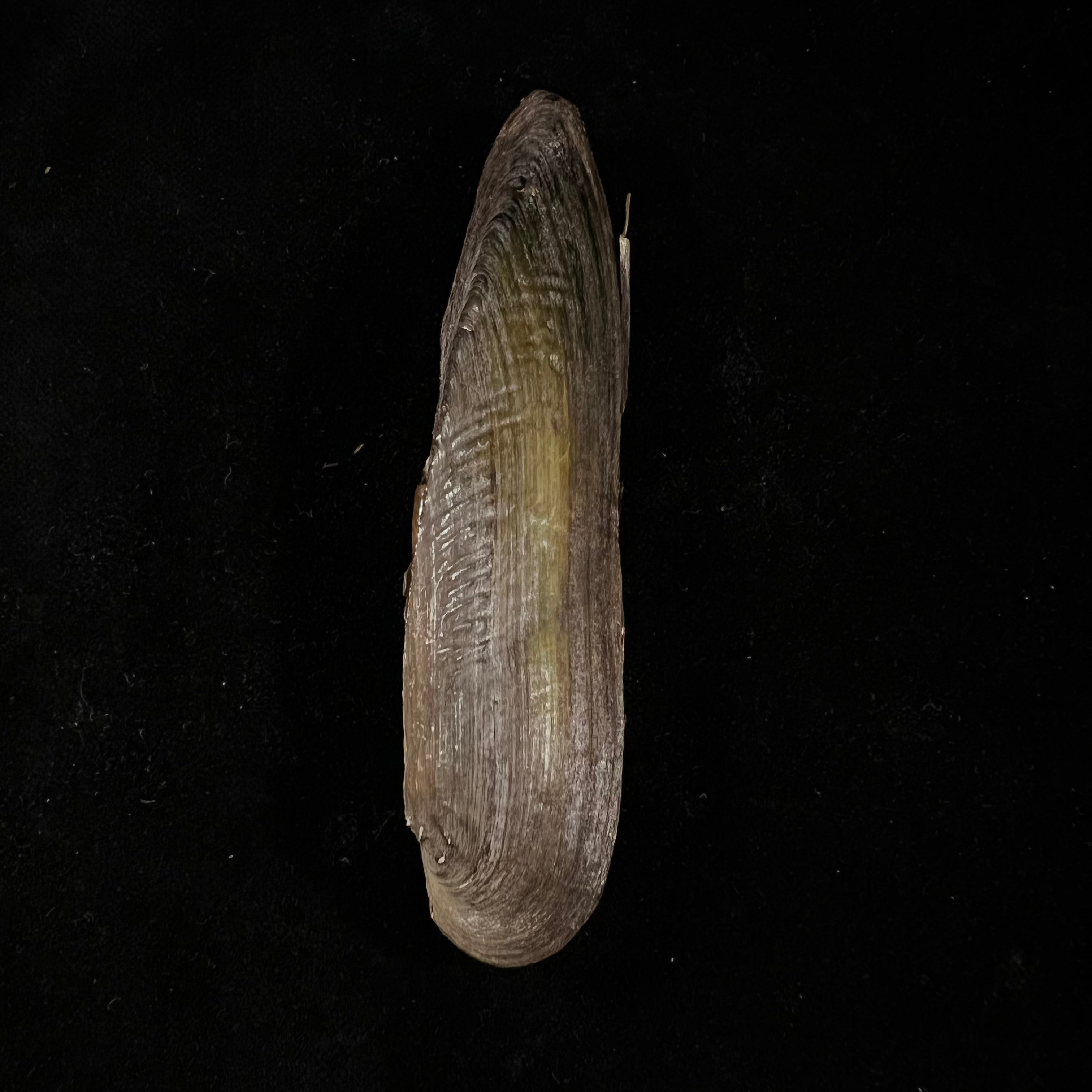 Lanceolaria grayii(JE Gray,1833)- 96,3毫米