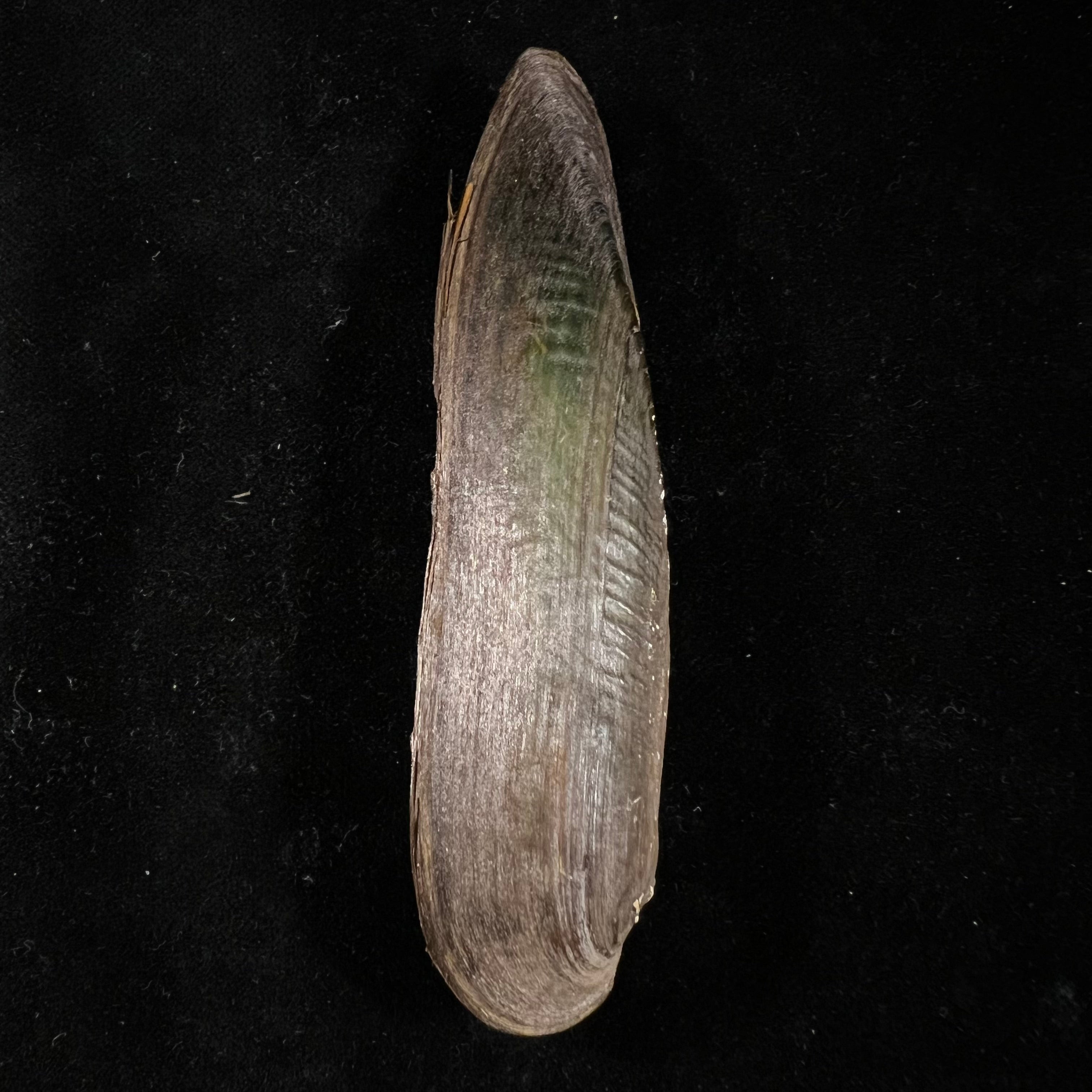 Lanceolaria grayii(JE Gray,1833)- 96,3毫米