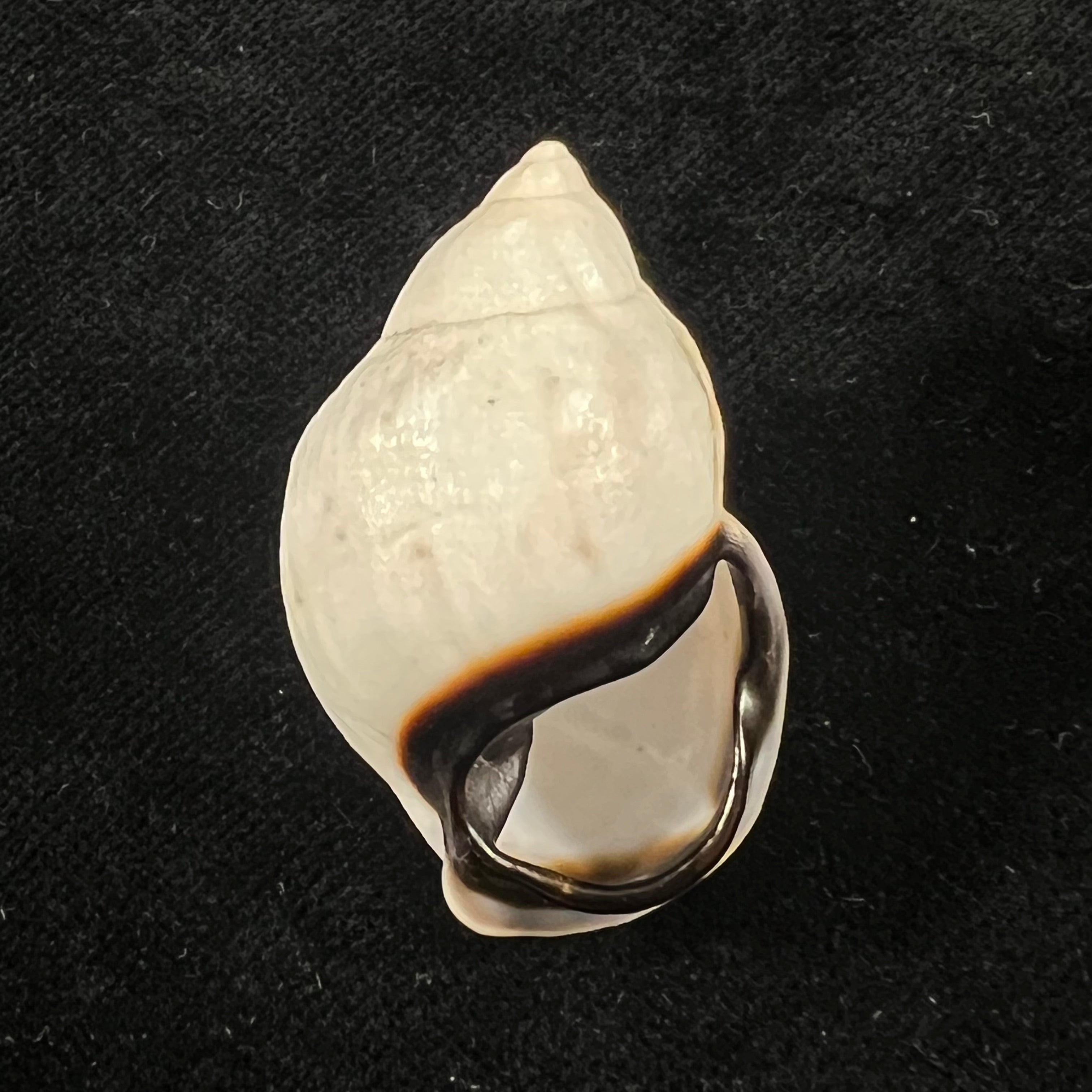 Auris nigrilabris Pilsbry, 1896 - 37,5mm