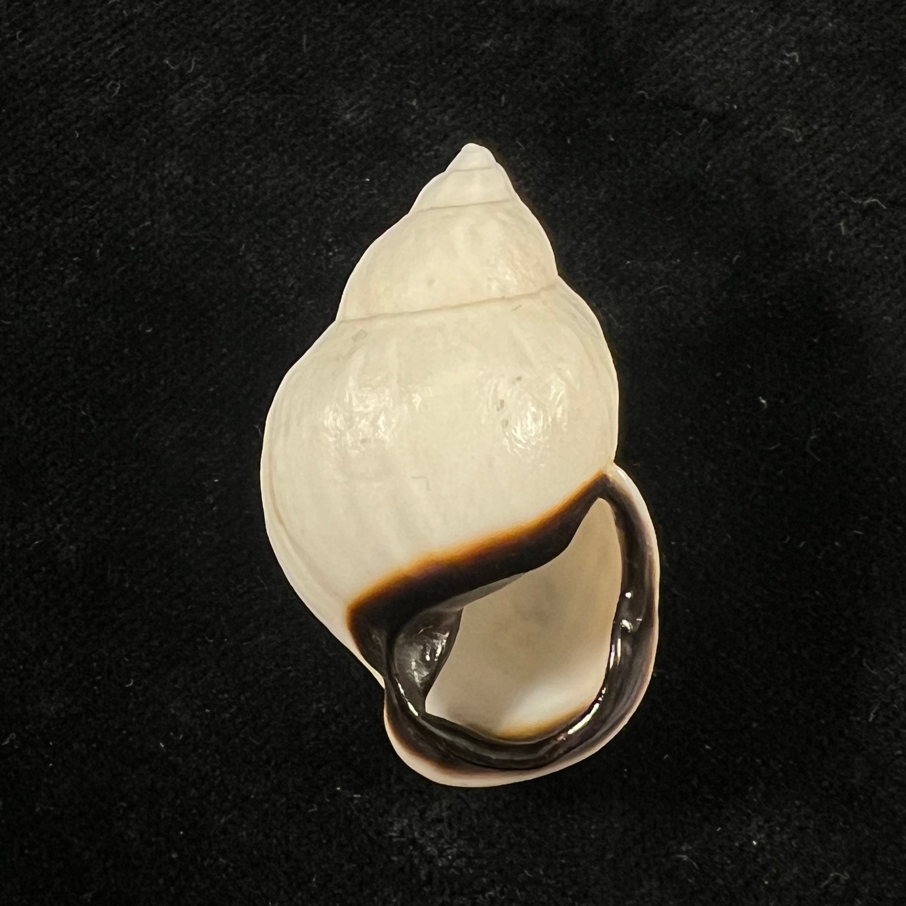 Auris nigrilabris Pilsbry, 1896 - 37,2mm