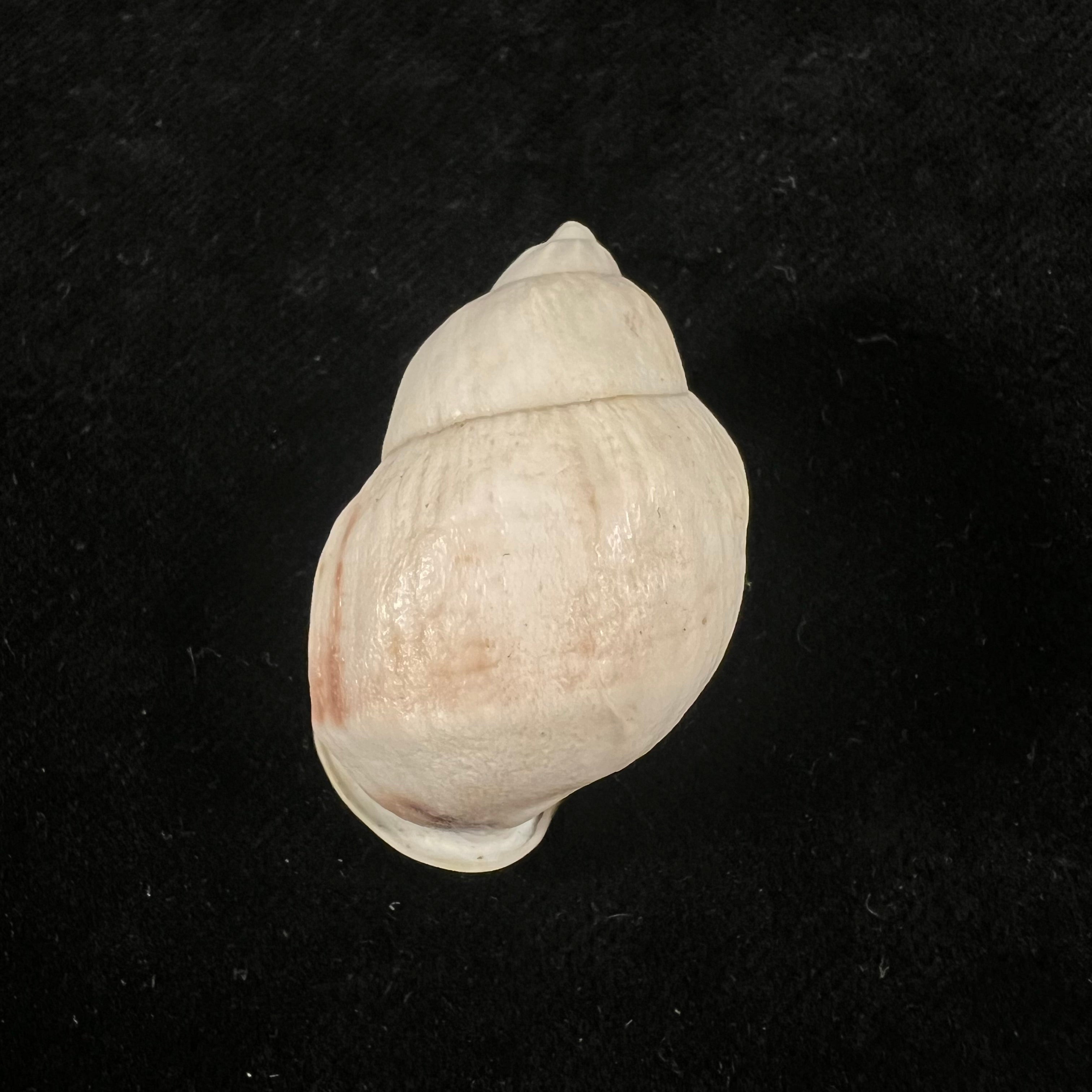Auris nigrilabris Pilsbry, 1896 - 35,4mm