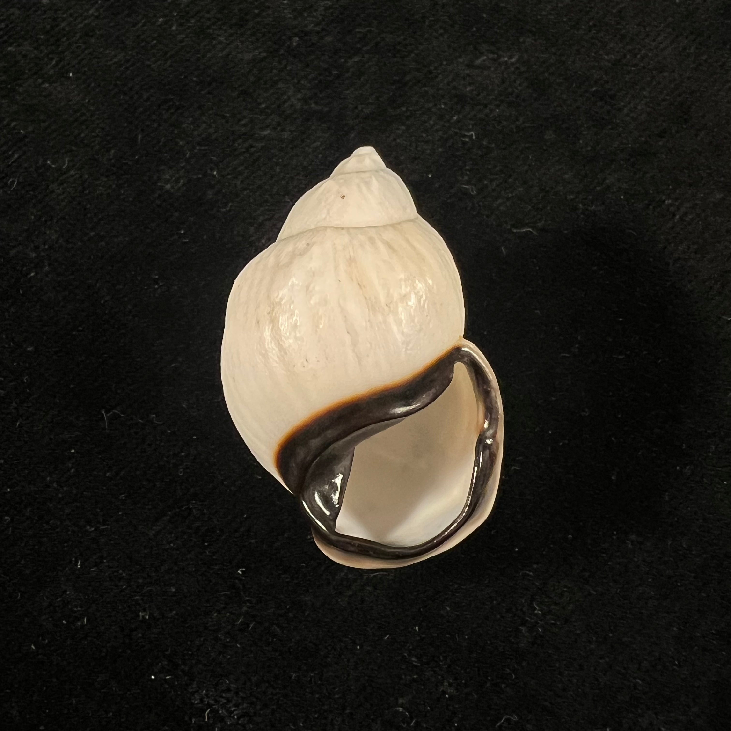 Auris nigrilabris Pilsbry, 1896 - 35,4mm