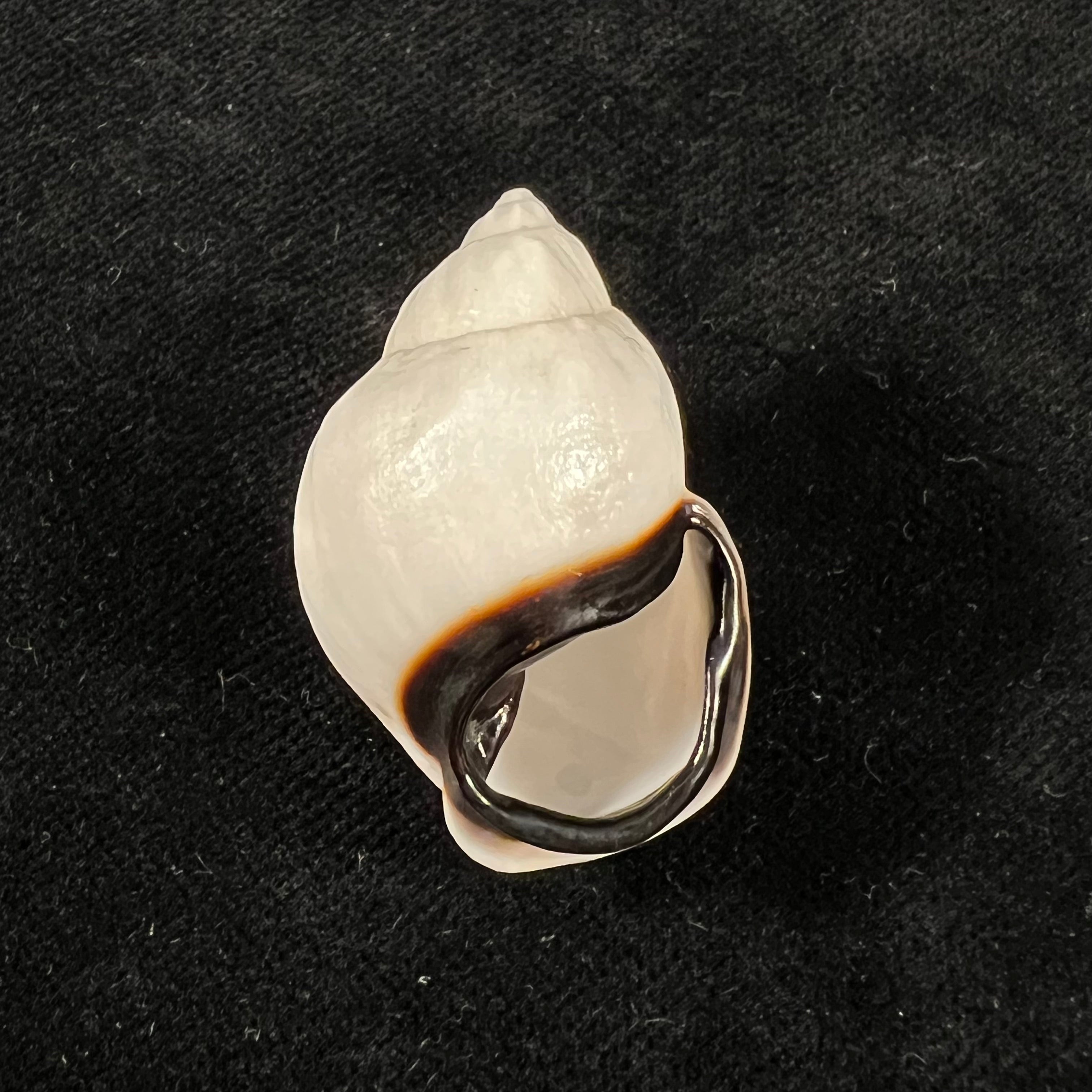 Auris nigrilabris Pilsbry, 1896 - 35,1mm