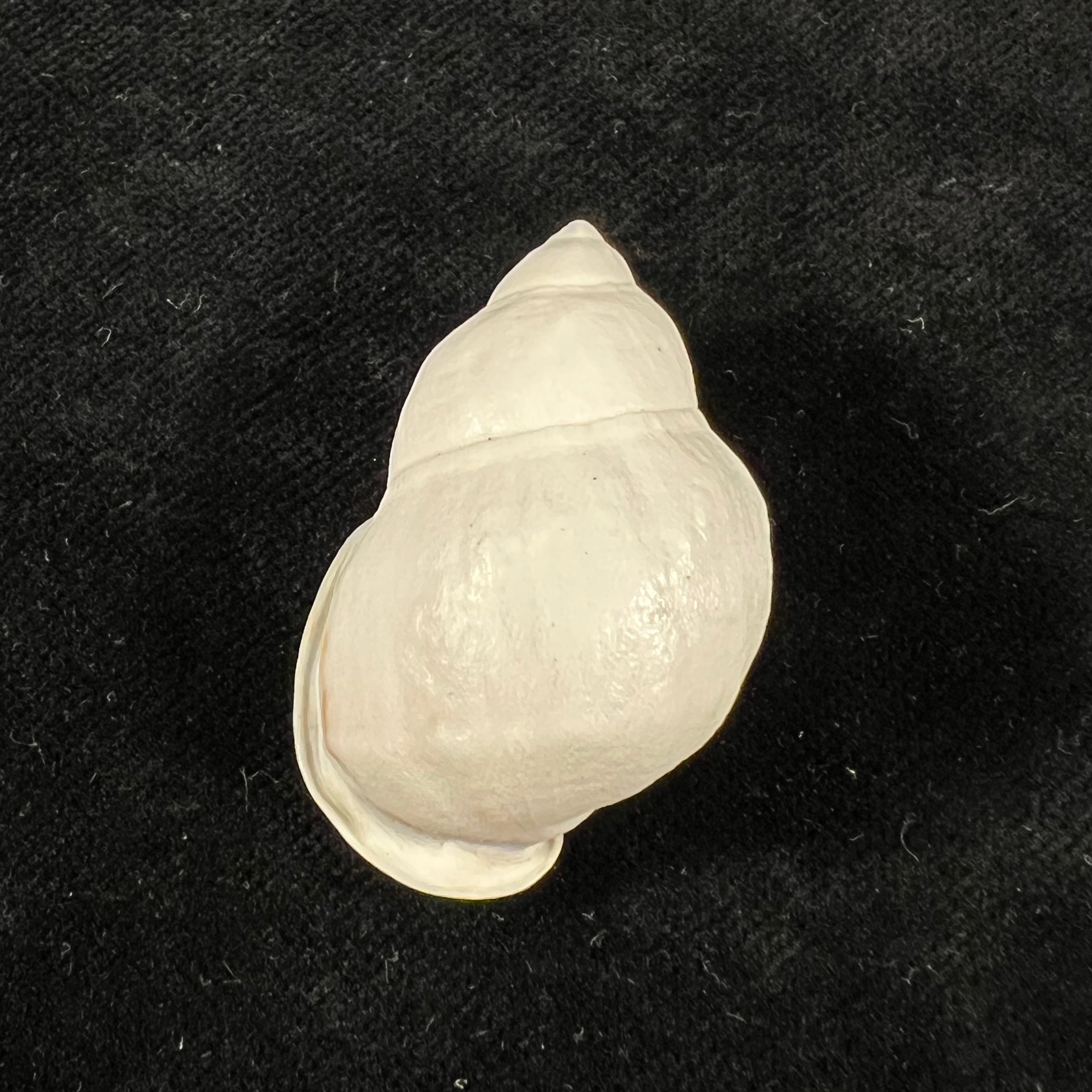 Auris nigrilabris Pilsbry, 1896 - 36,6mm