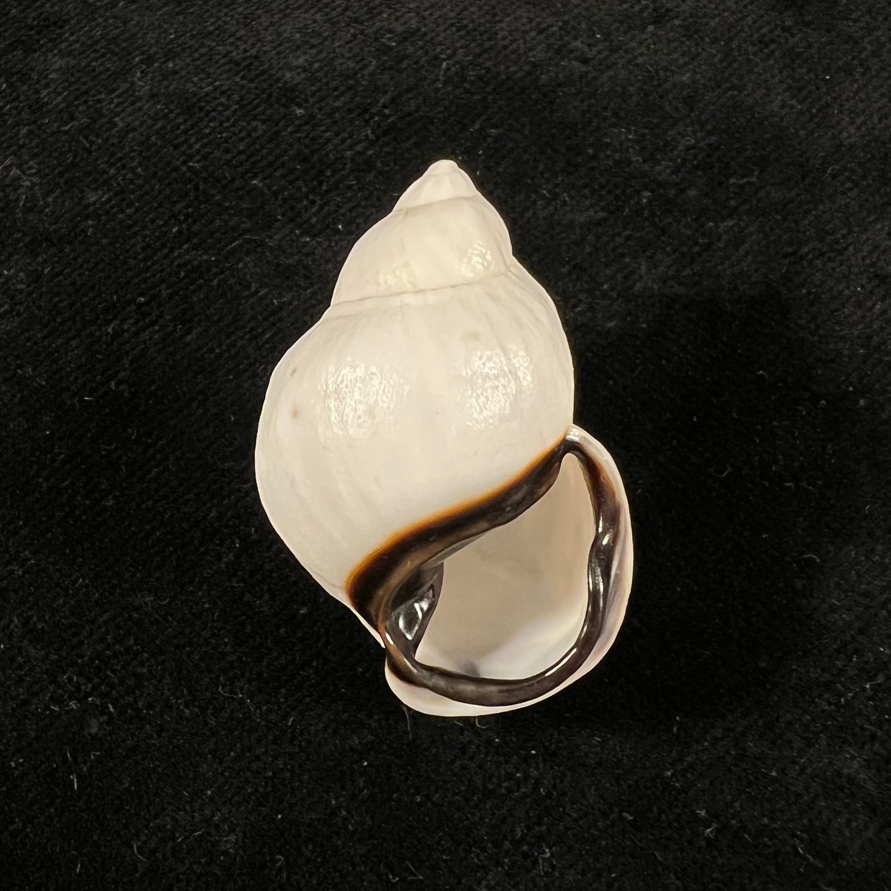 Auris nigrilabris Pilsbry, 1896 - 36,6mm