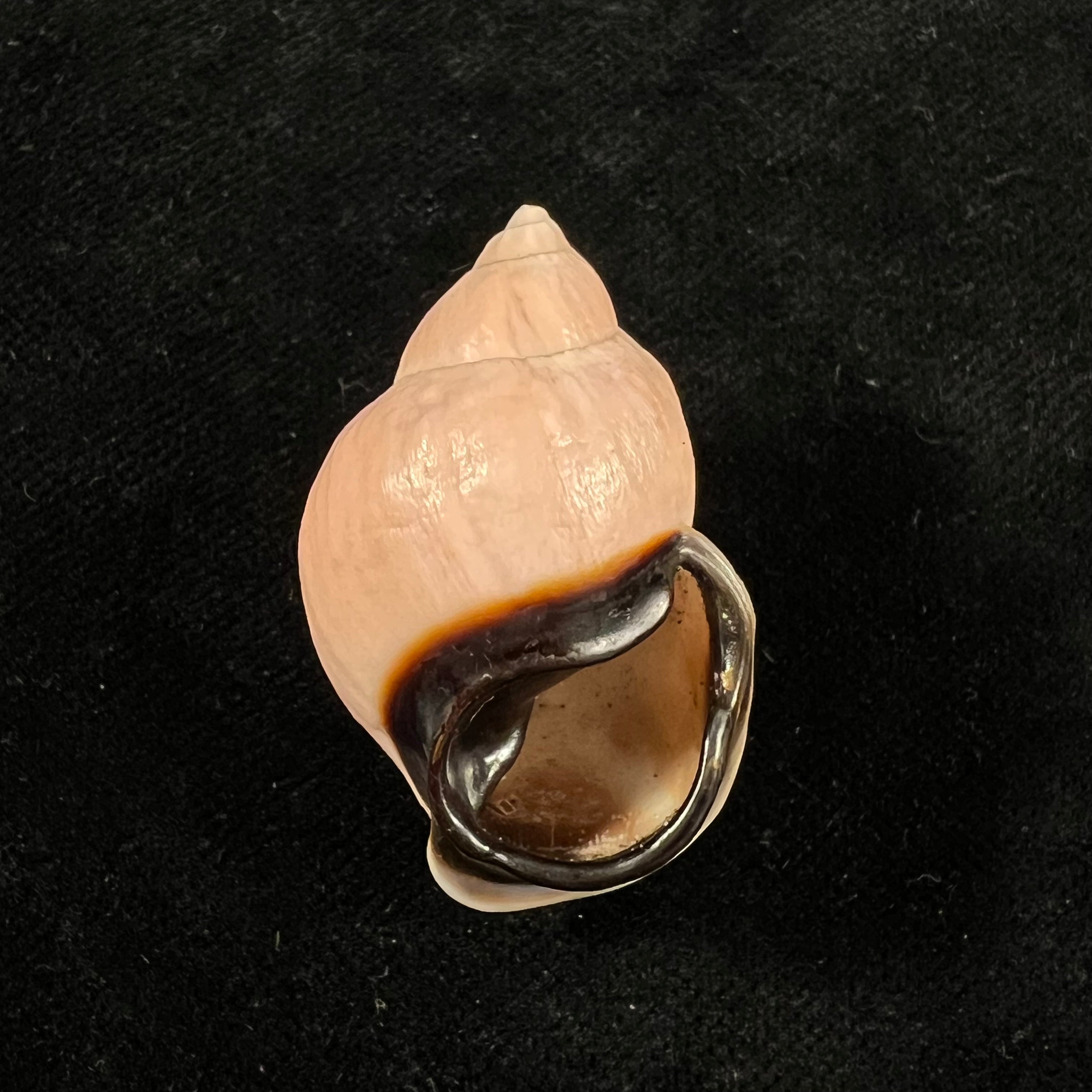 Auris inornata Simone & Amaral, 2021 - 36,5mm
