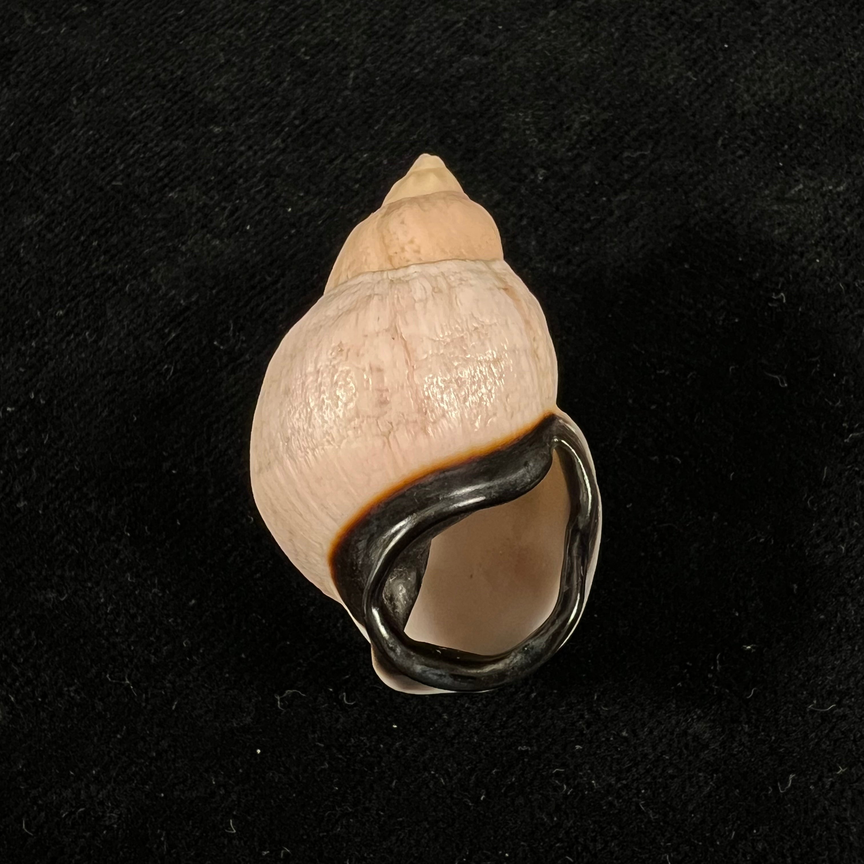Auris inornata Simone & Amaral, 2021 - 36,9mm