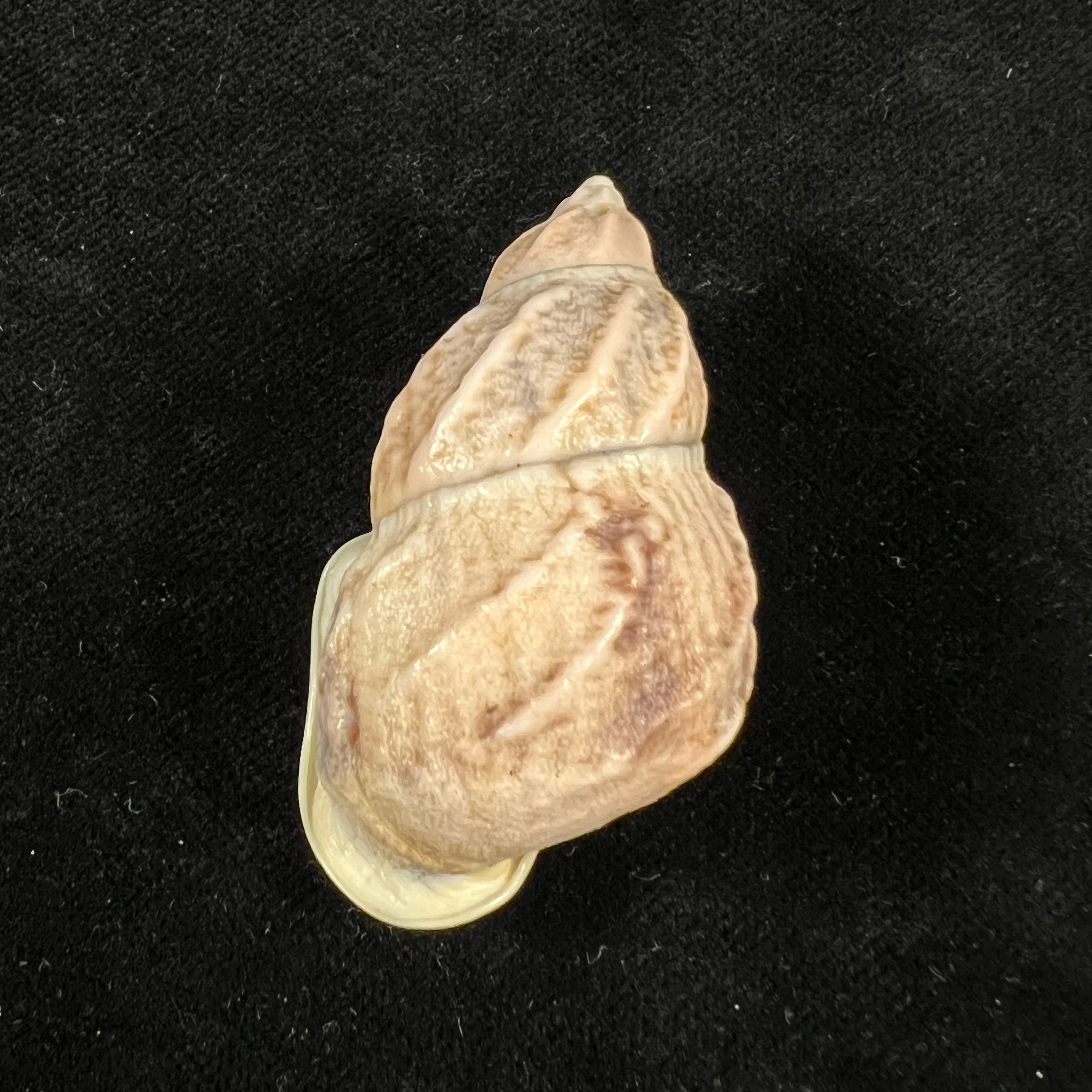 Auris melanostoma (Moricand, 1836) - 48,1mm