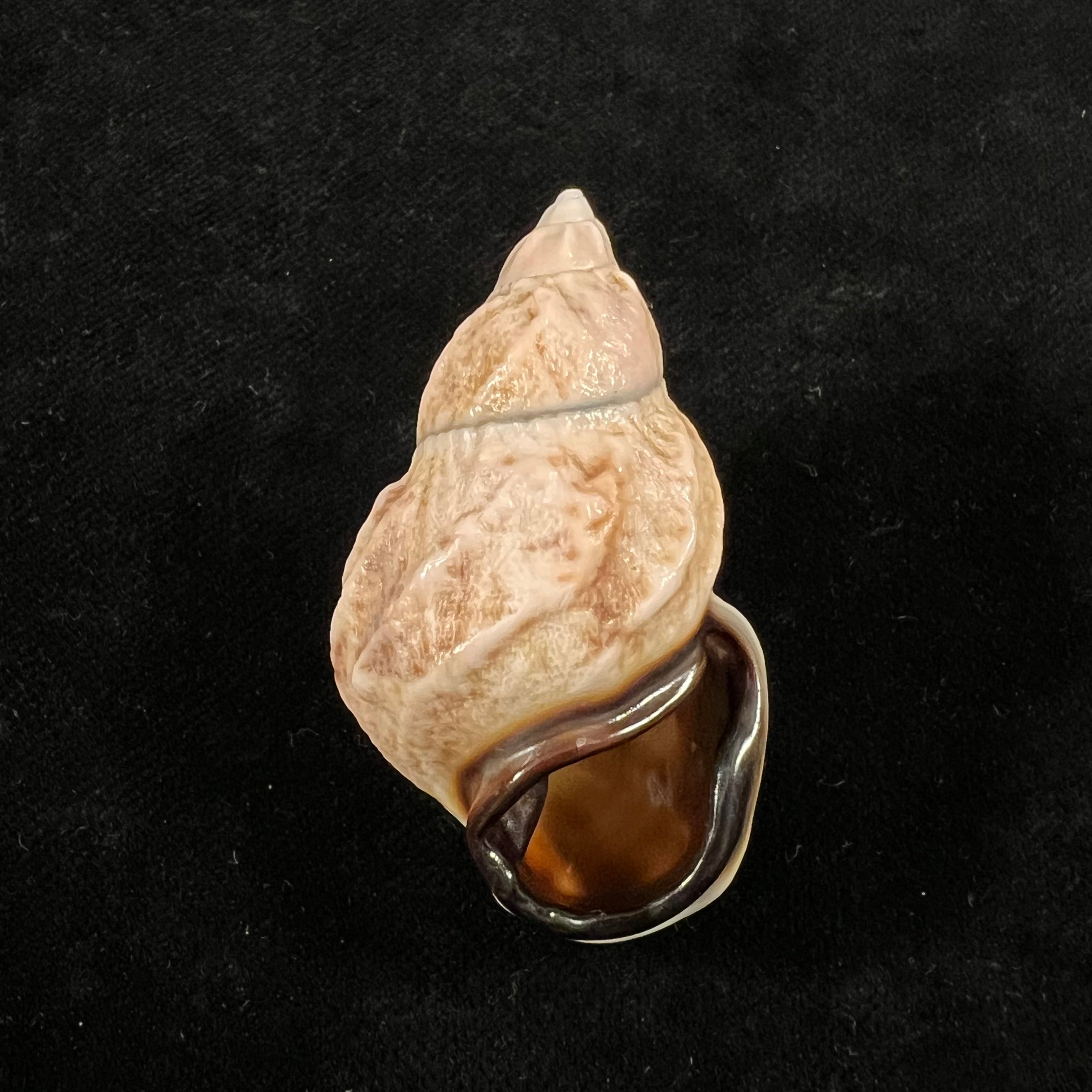Auris melanostoma (Moricand, 1836) - 48,1mm