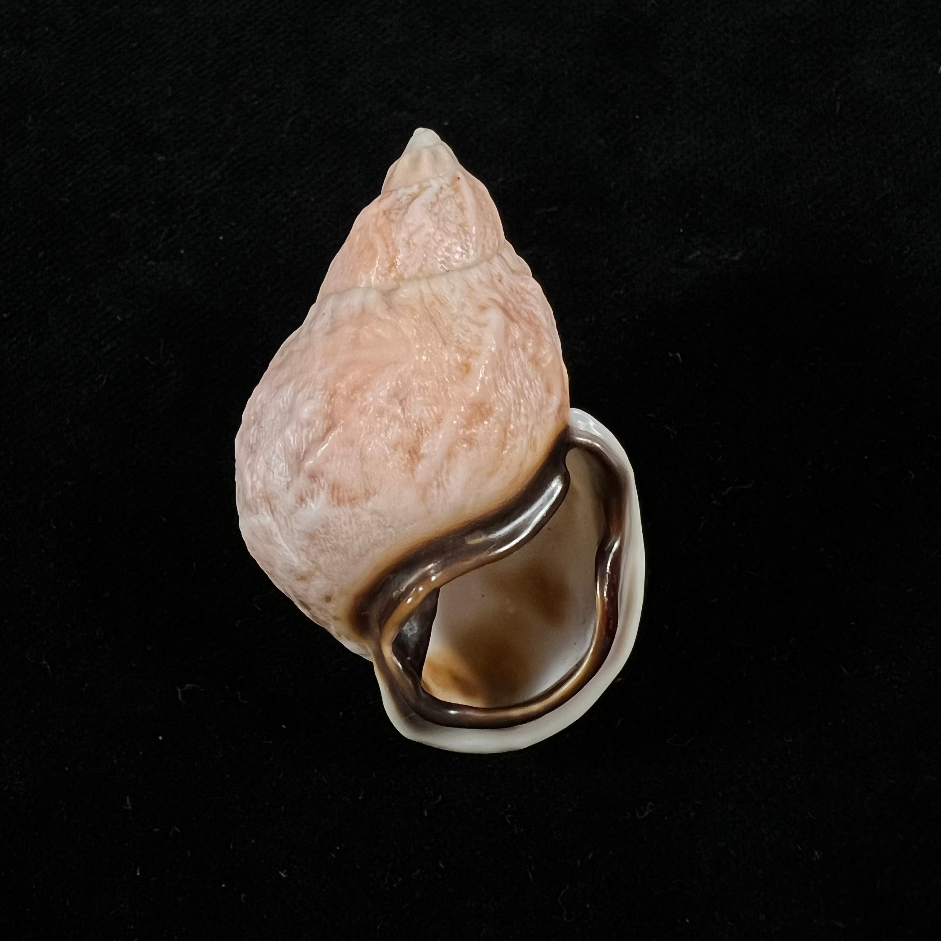 Auris melanostoma (Moricand, 1836) - 44,5mm