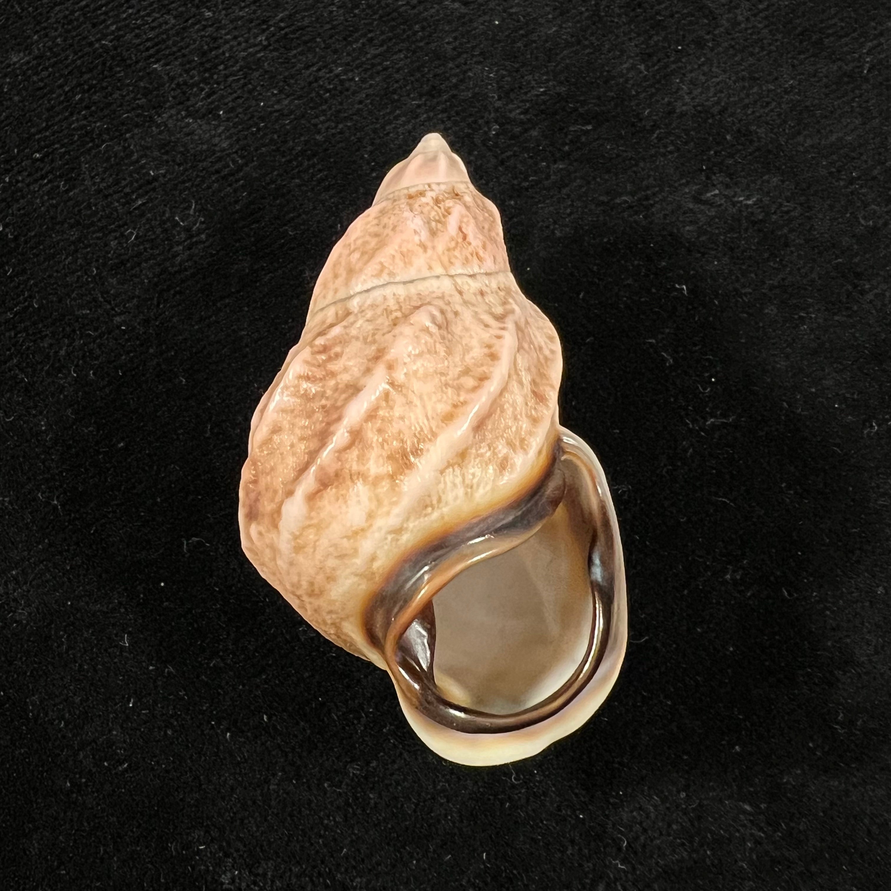Auris melanostoma (Moricand, 1836) - 47,5mm