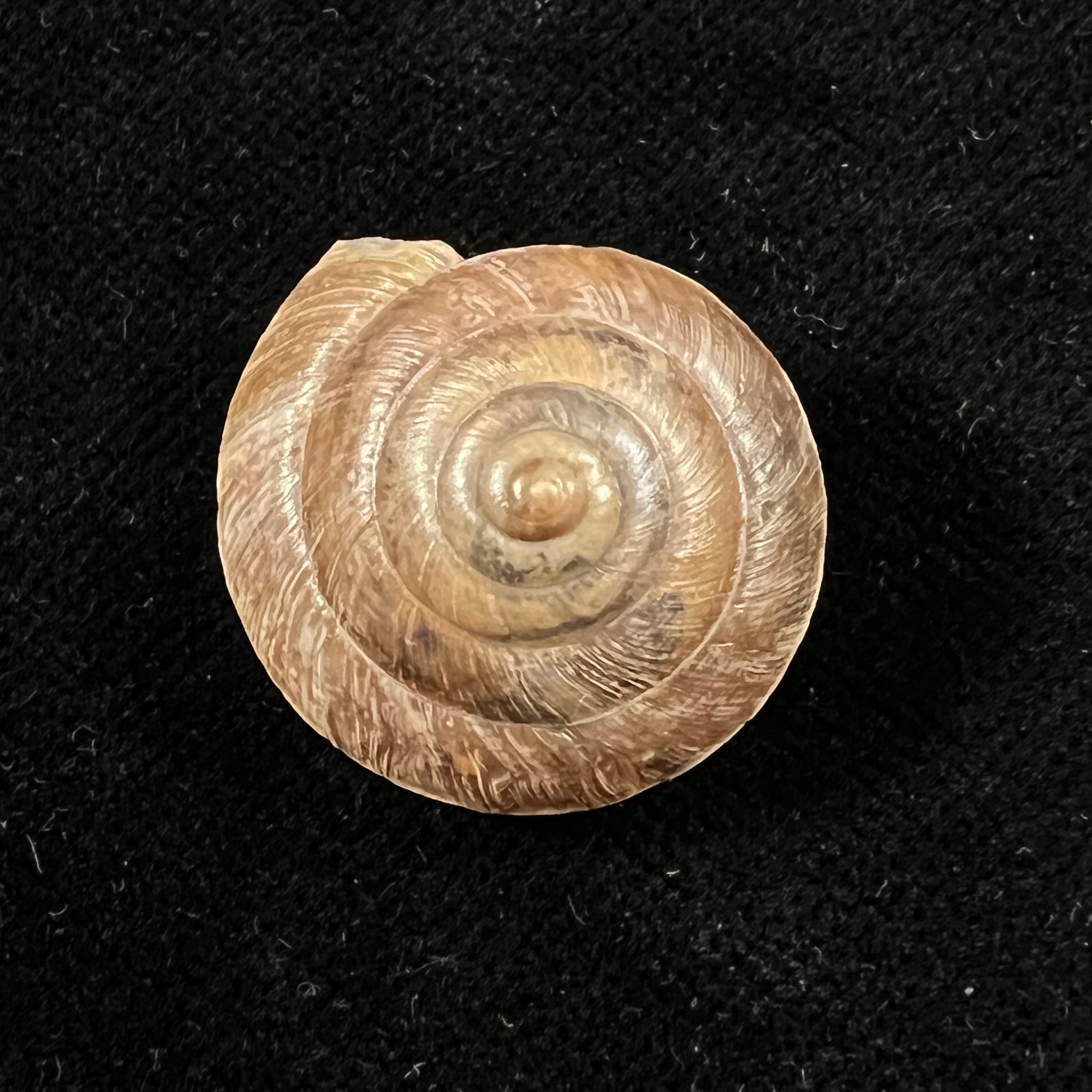 Trochonanina mozambicensis (L. Pfeiffer, 1855) - 23mm