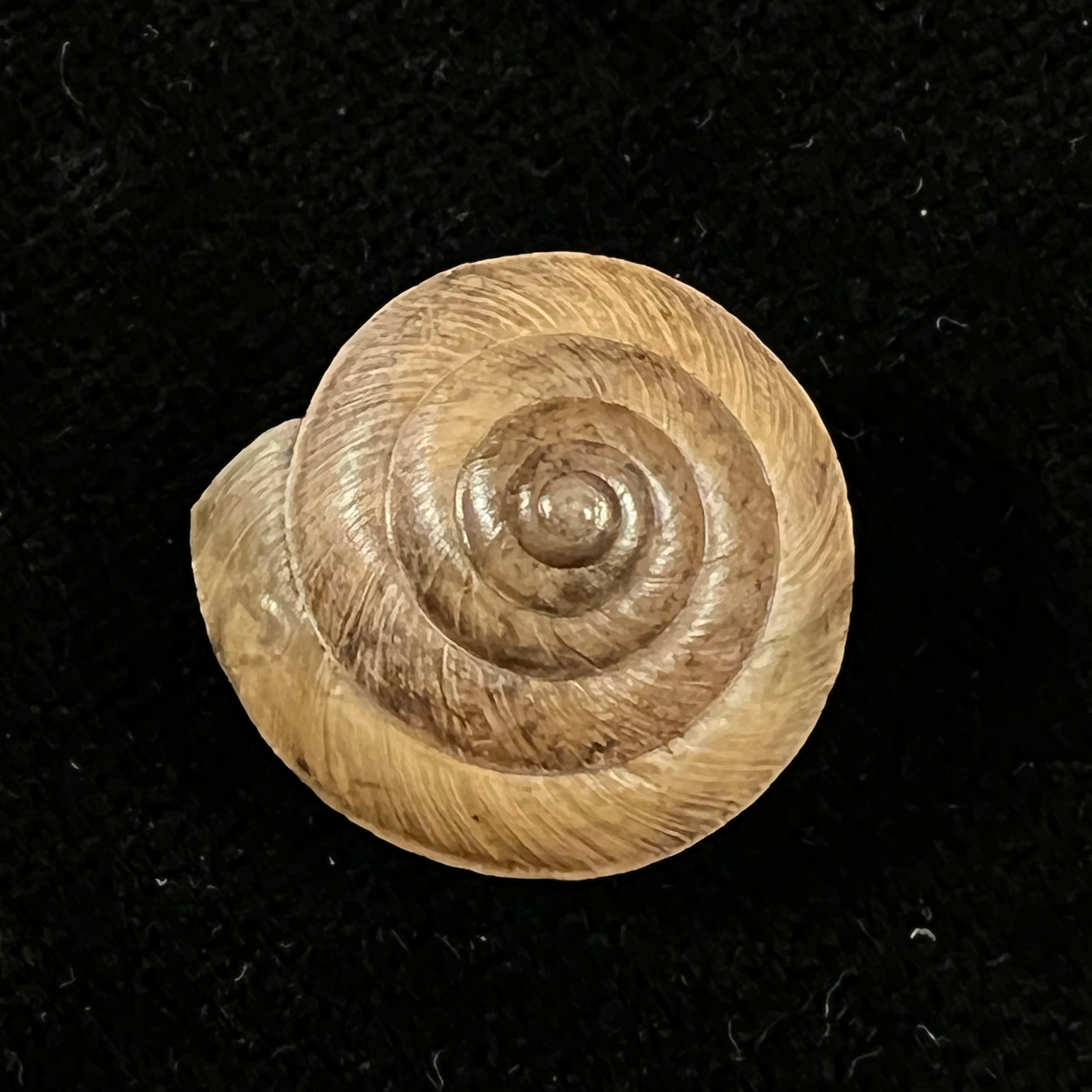 Trochonanina mozambicensis (L. Pfeiffer, 1855) - 18,5mm