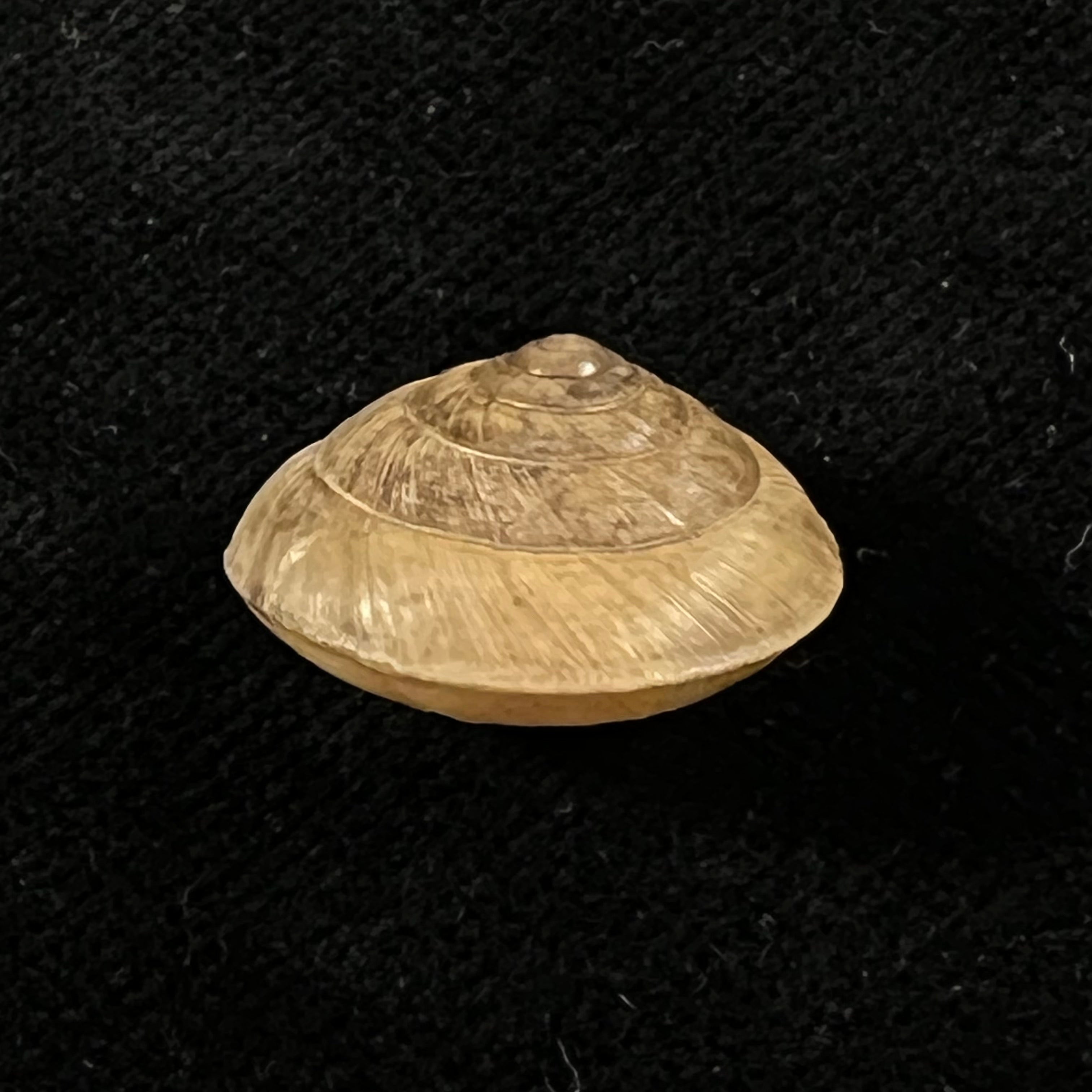 Trochonanina mozambicensis (L. Pfeiffer, 1855) - 18,5mm