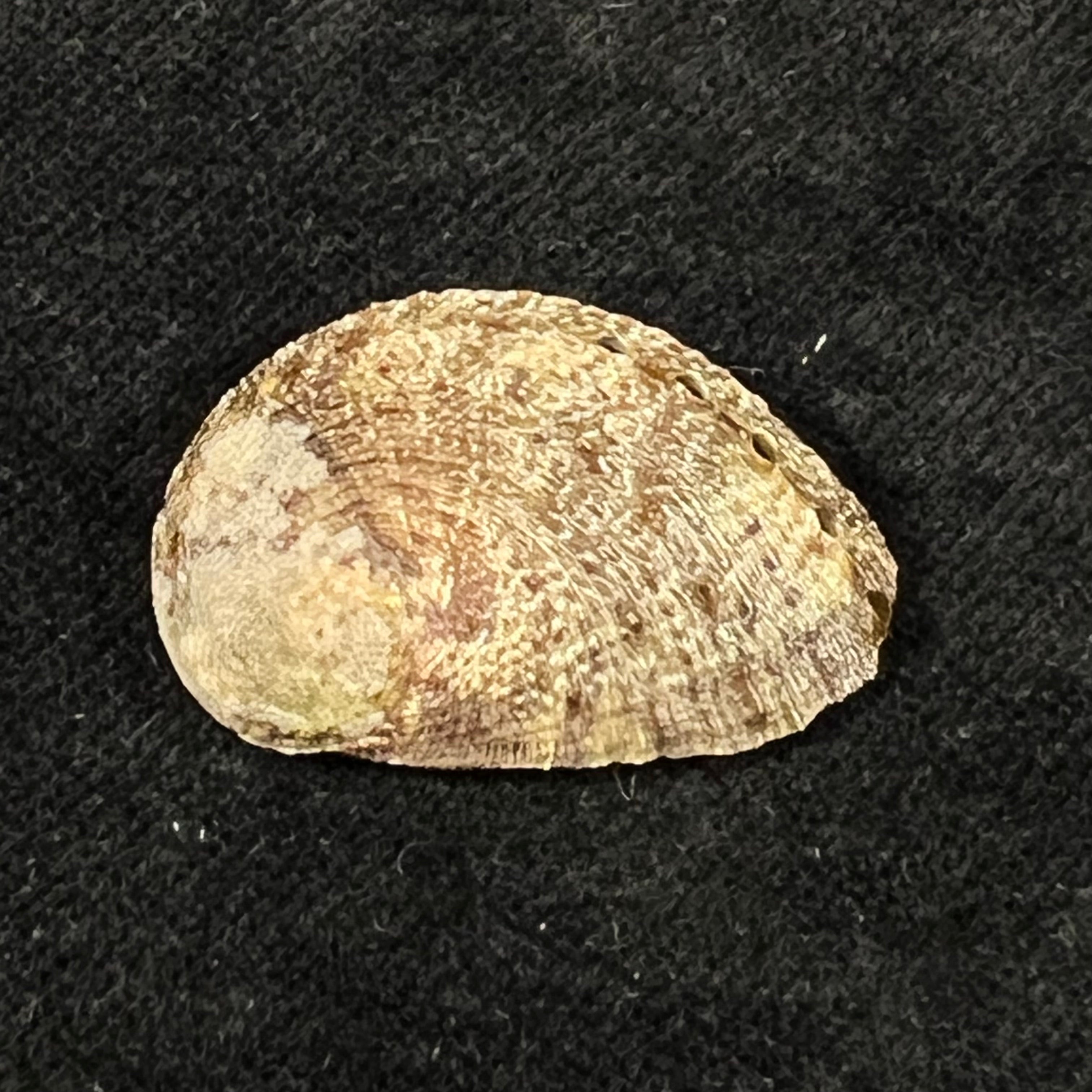 Haliotis pustulata cruenta Reeve, 1846 - 30,4mm