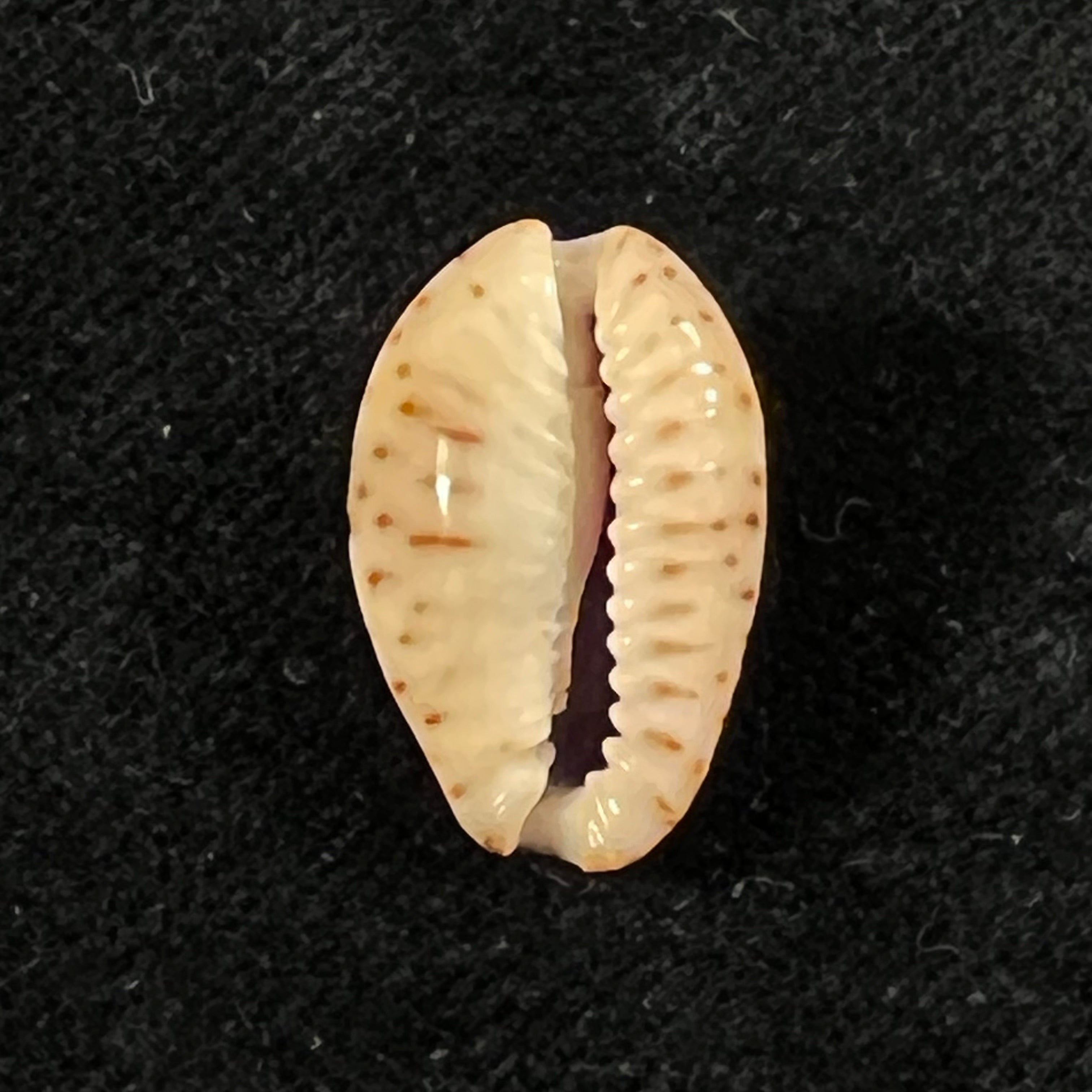 Naria nebrites (Melvill, 1888) - 18,7mm