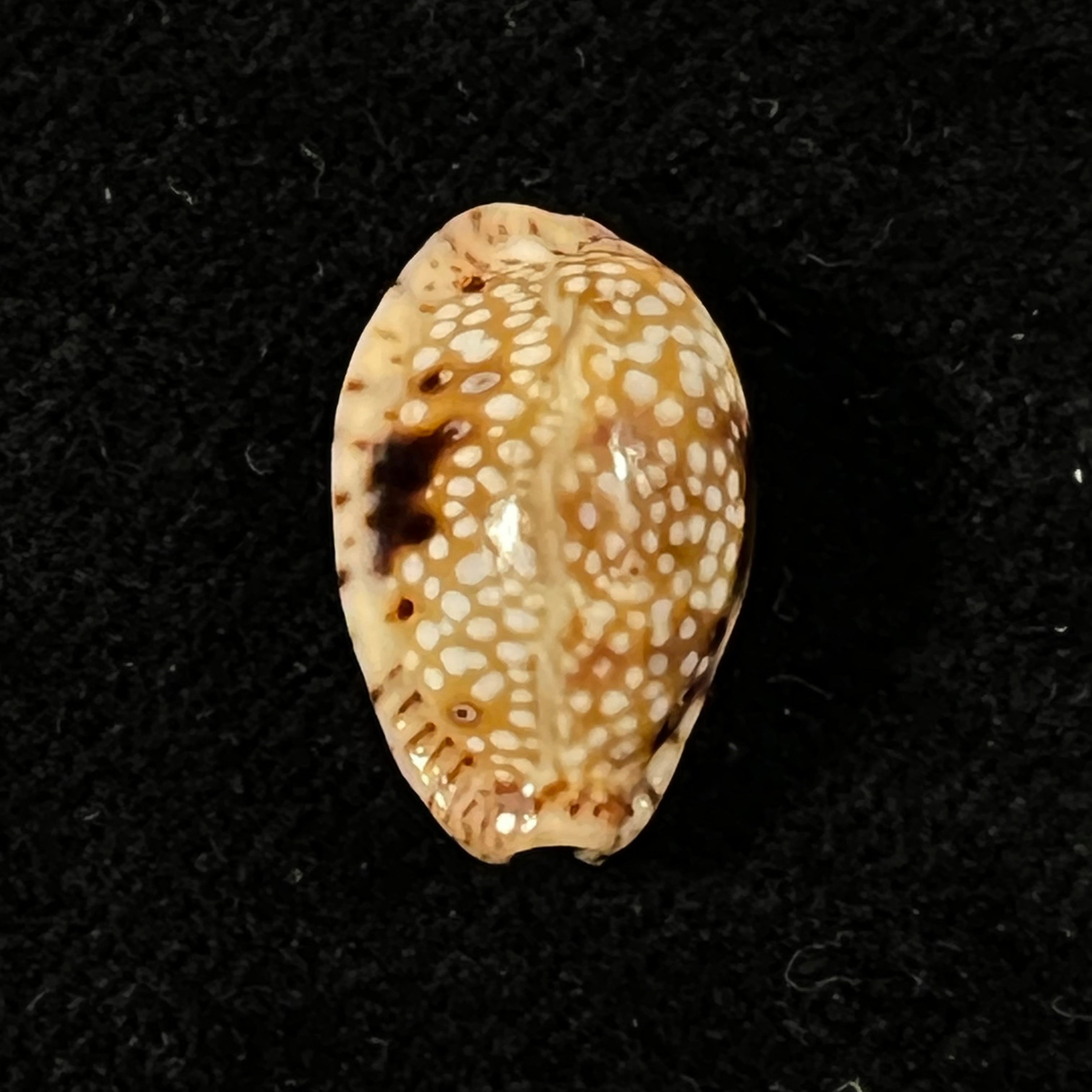 Naria nebrites (Melvill, 1888) - 17,5mm