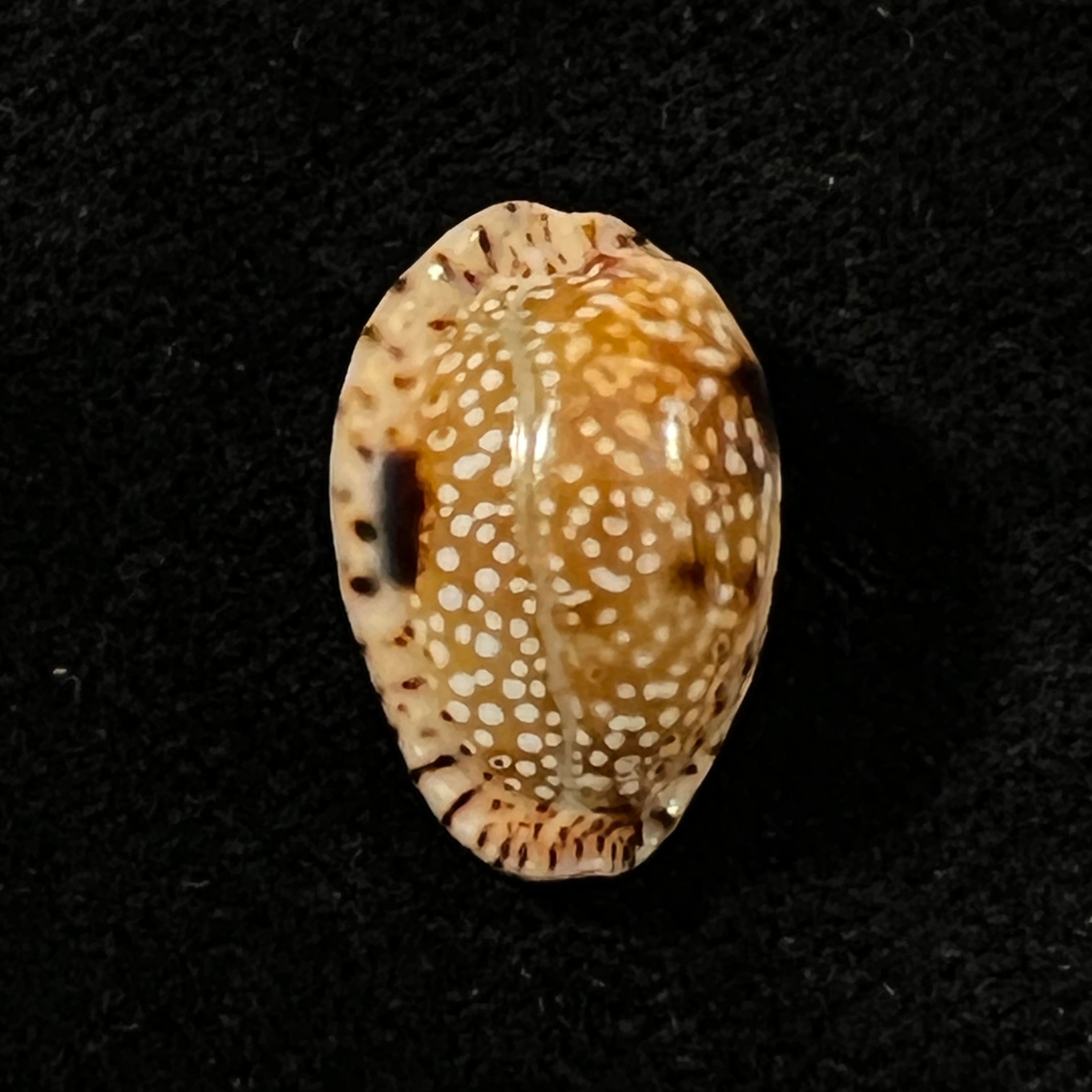 Naria nebrites (Melvill, 1888) - 18,9mm